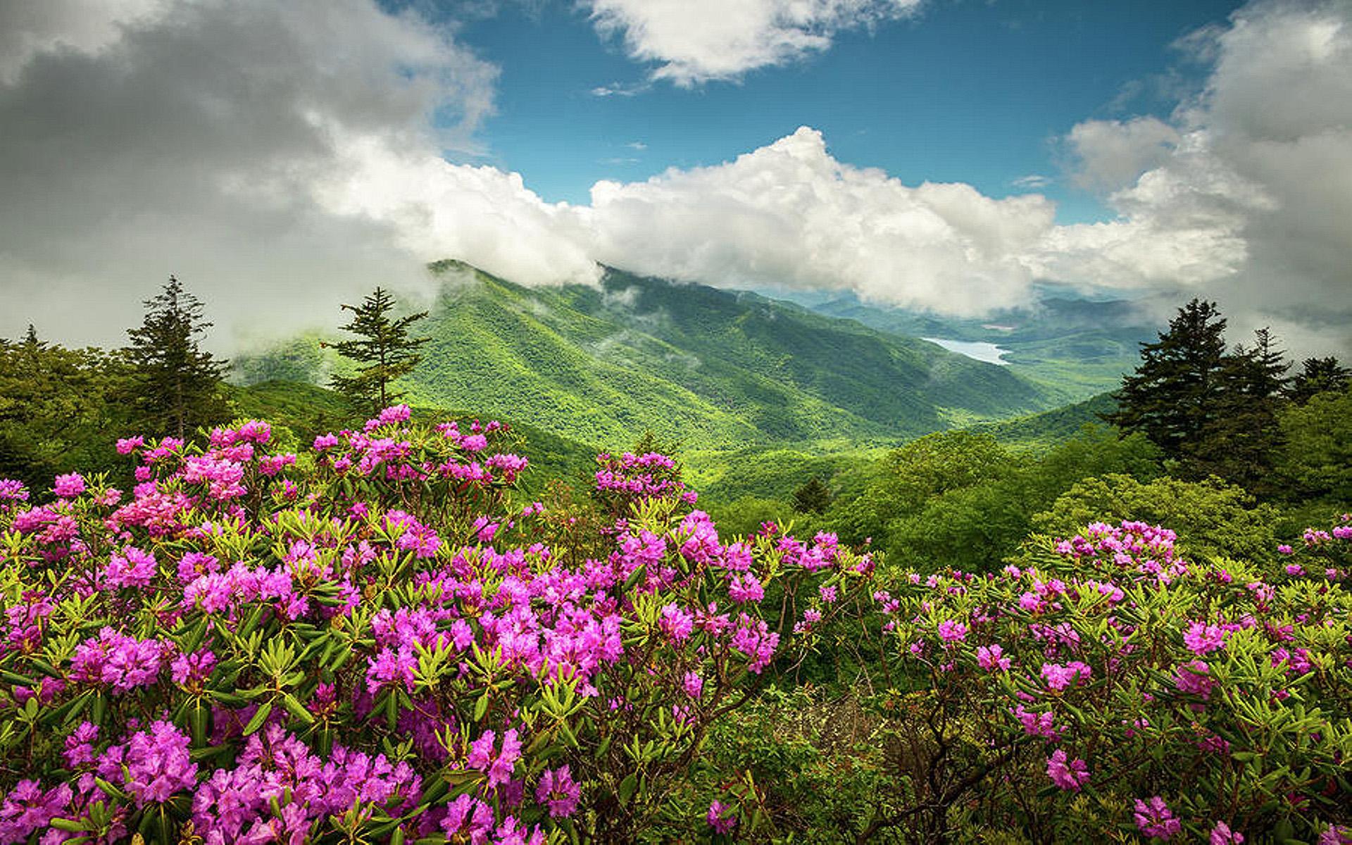 1920x1200 Appalachian Mountains North Carolina Blue Ridge Parkway Spring Flowers Summer Landscape 1920x1200 :