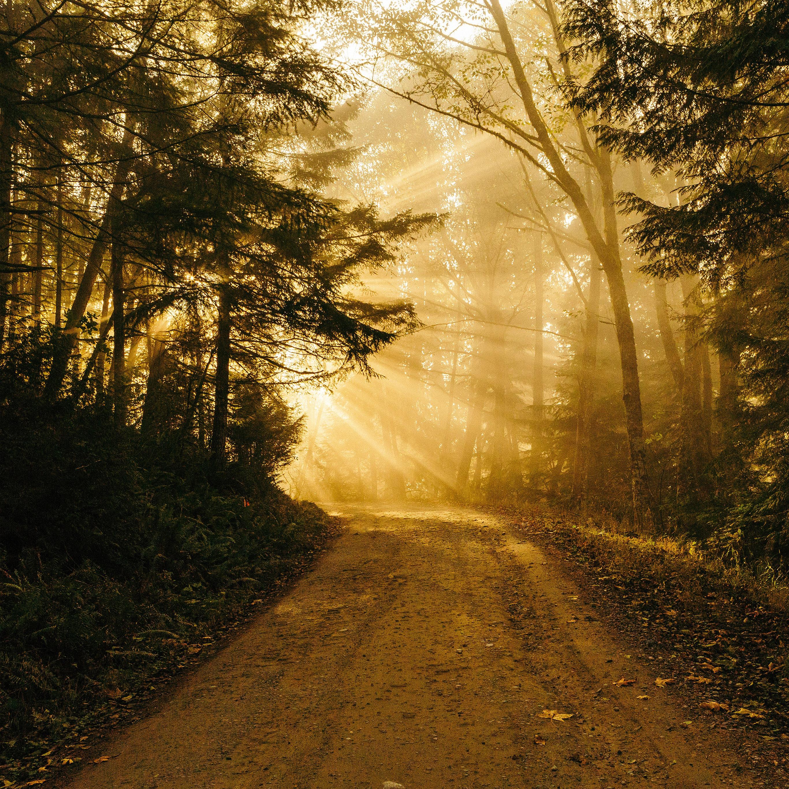 2732x2732 Sunny Road Wood Forest Light Tree Nature Gold Wallpaper