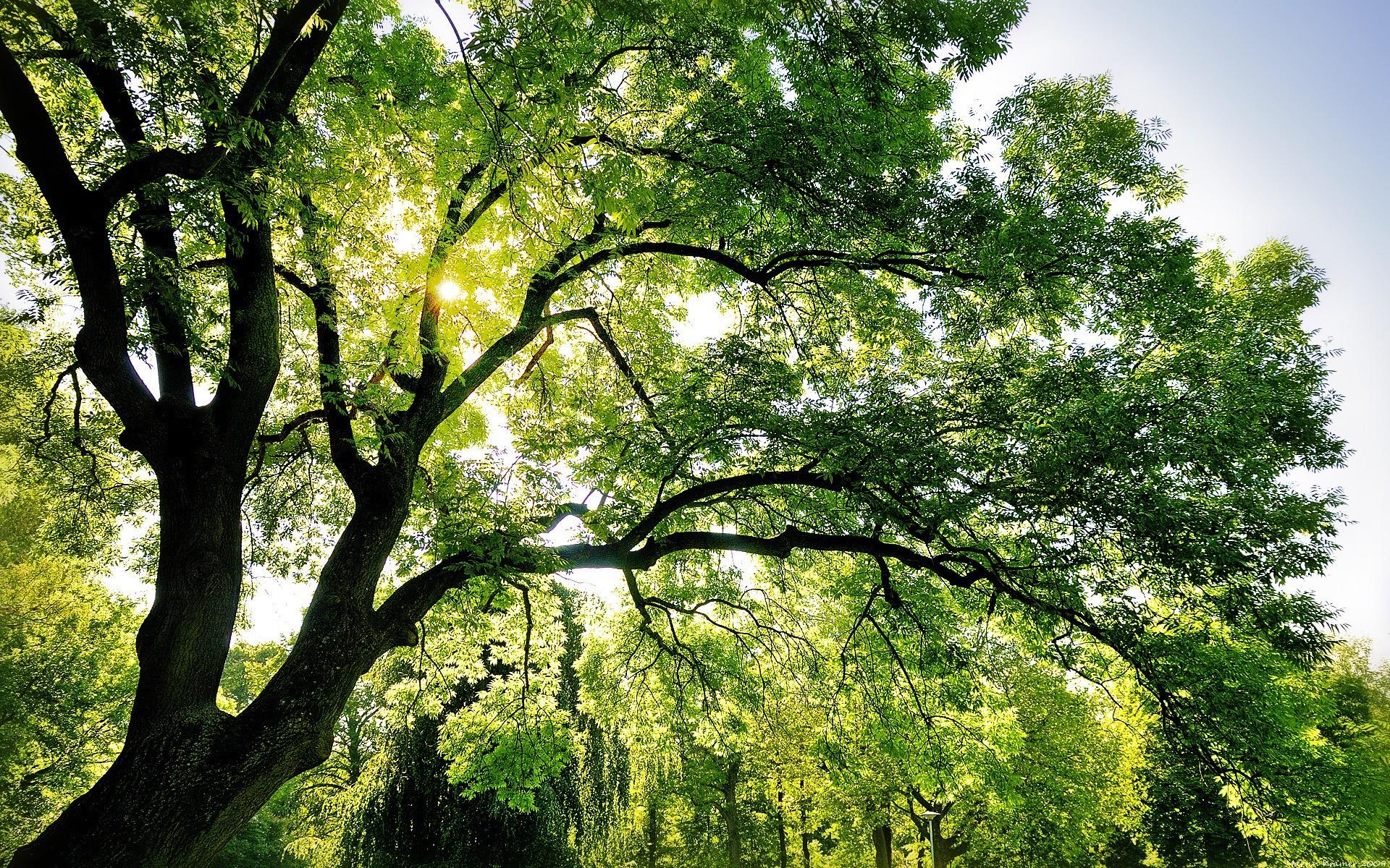 1920x1200 Shining Wallpaper Landscape Nature Wallpaper Data Branches HD HD Wallpaper