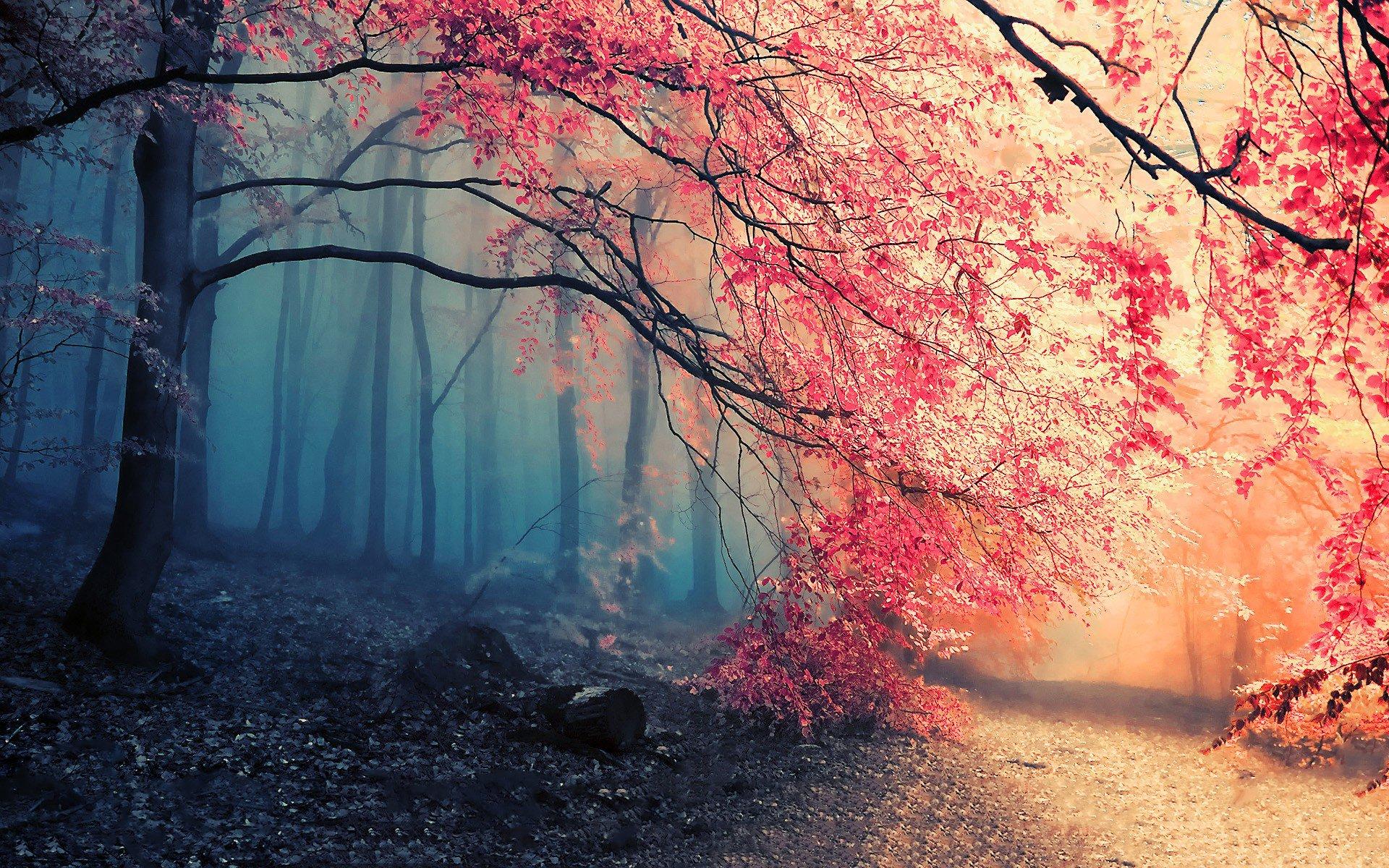 1920x1200 Earth Fall Fog Path Tree Nature Wallpaper [1920x1080]