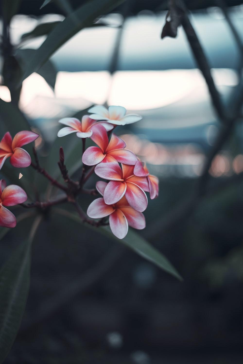1000x1498 Small Flowers Picture. Download Free Image