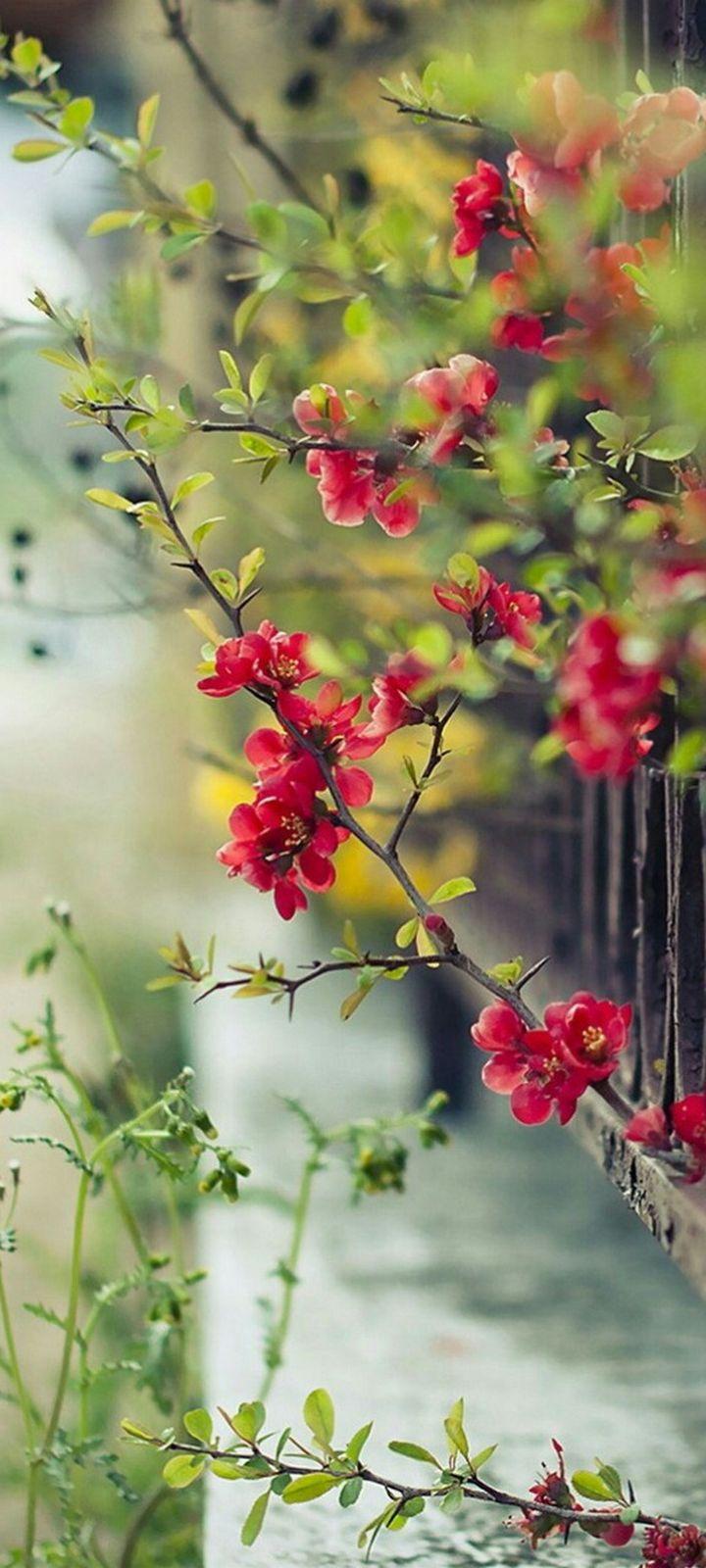 720x1600 Red Flowers Wallpaper