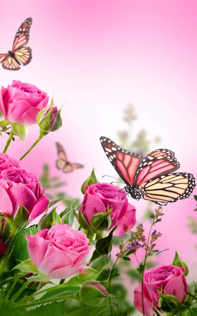 800x1280 Free download butterflies blossom beautiful flowers roses wallpaper flowers [4000x3800] for your Desktop, Mobile & Tablet. Explore Beautiful Butterflies and Flowers Wallpaper. Free Flower Wallpaper, Free Butterfly and