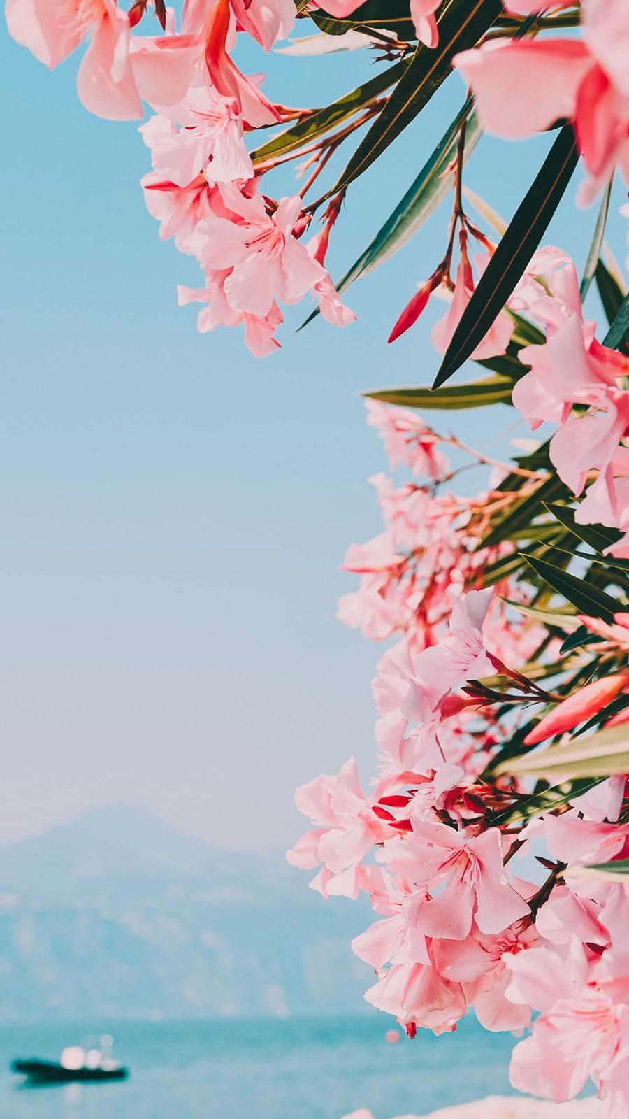 900x1600 Flower Wallpaper Free Download Flowers Wallpaper for Mobile (28)