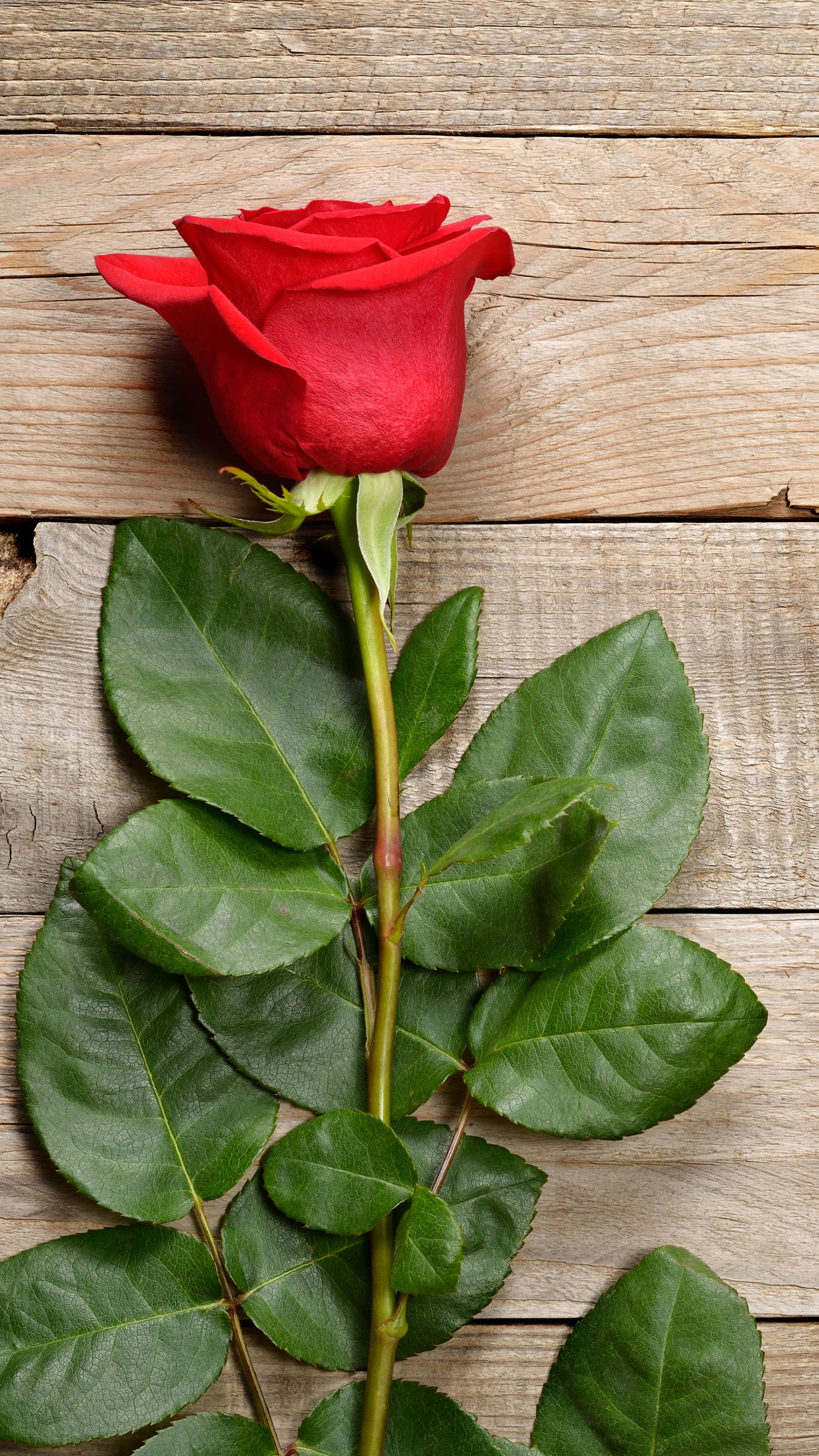 2160x3840 rose flowers wallpaper, flower, flowering plant, plant, rose, garden roses, hybrid tea rose, floribunda, rose family, leaf, china rose