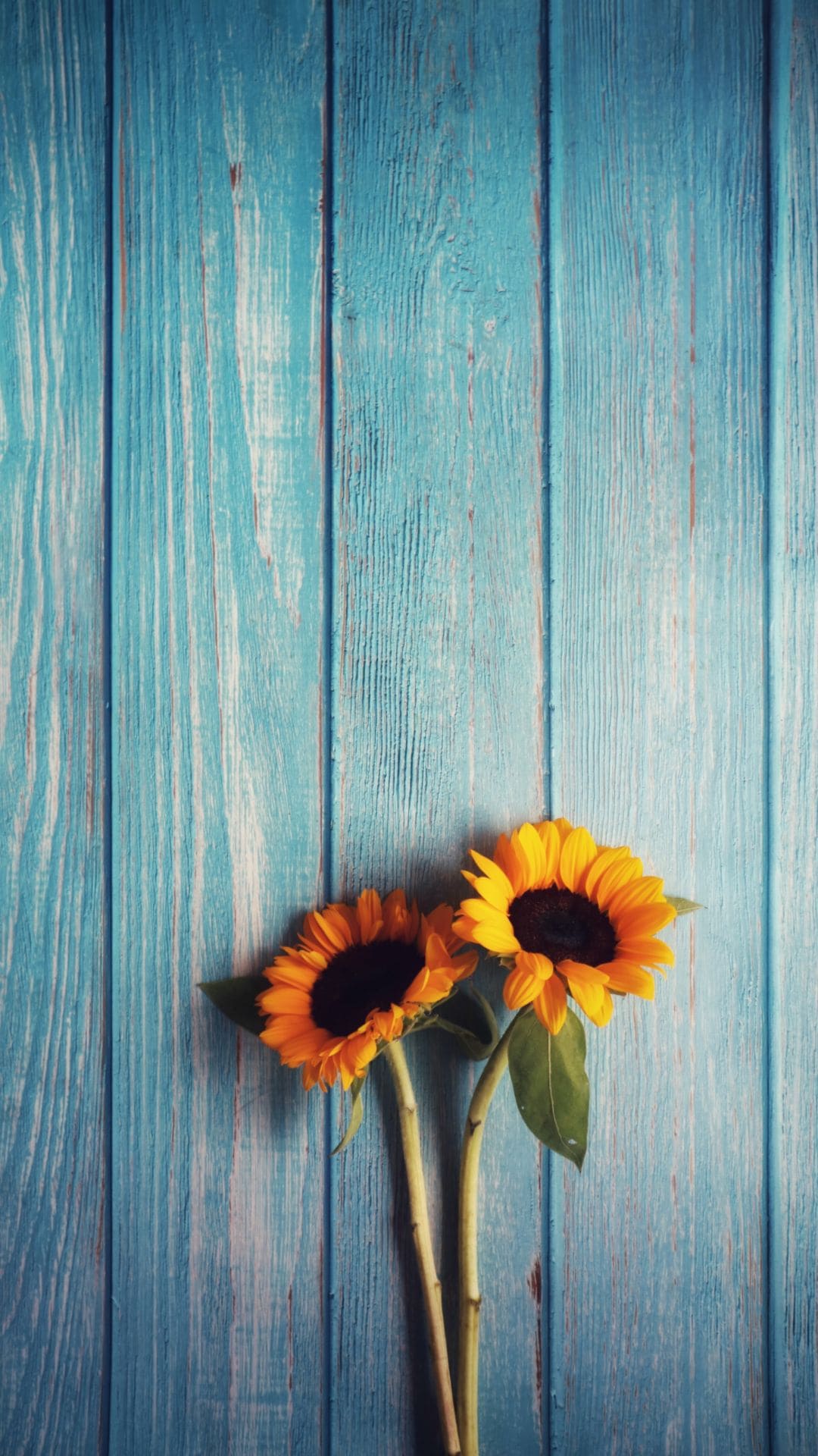 1080x1920 Flowers Wallpaper Top Quality Flowers Background