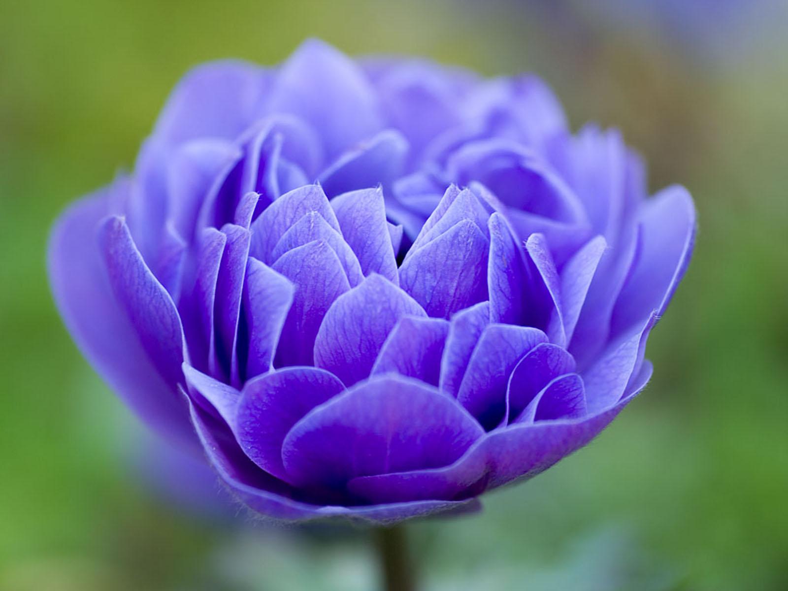 1600x1200 Cute Baby HD Wallpaper: Flowers Wallpaper For Free