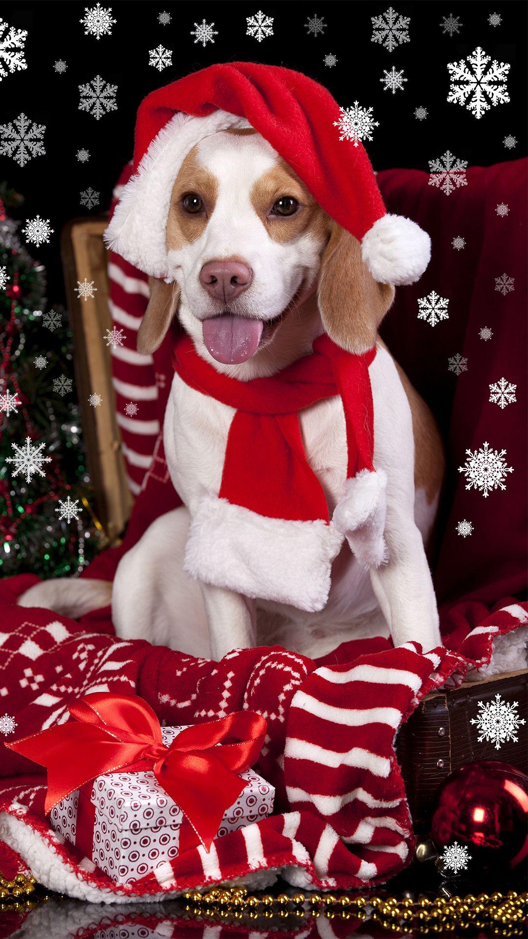 1080x1920 Christmas Dog With Santa Hat IPhone 6S Plus Wallpaper Quality Image And Transparent PNG Free Clipart