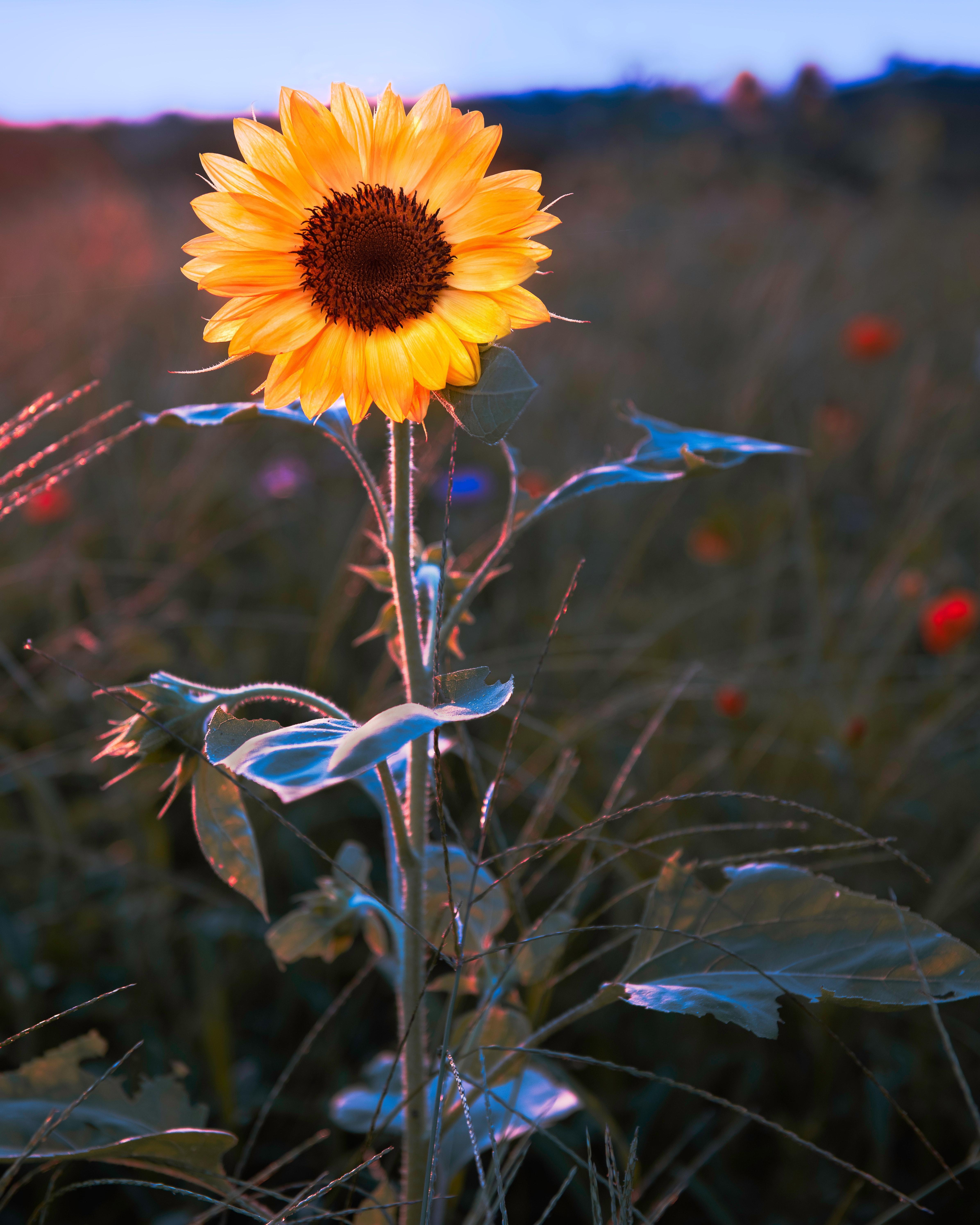 4784x5980 Lonely sunflower in rural field · Free
