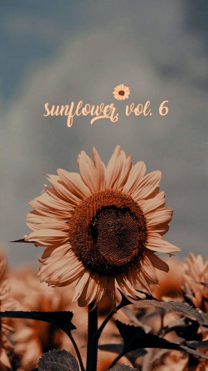 720x1280 sunflower, vol.6 wallpaper. Harry styles wallpaper, Sunflower wallpaper, Flowers photography wallpaper