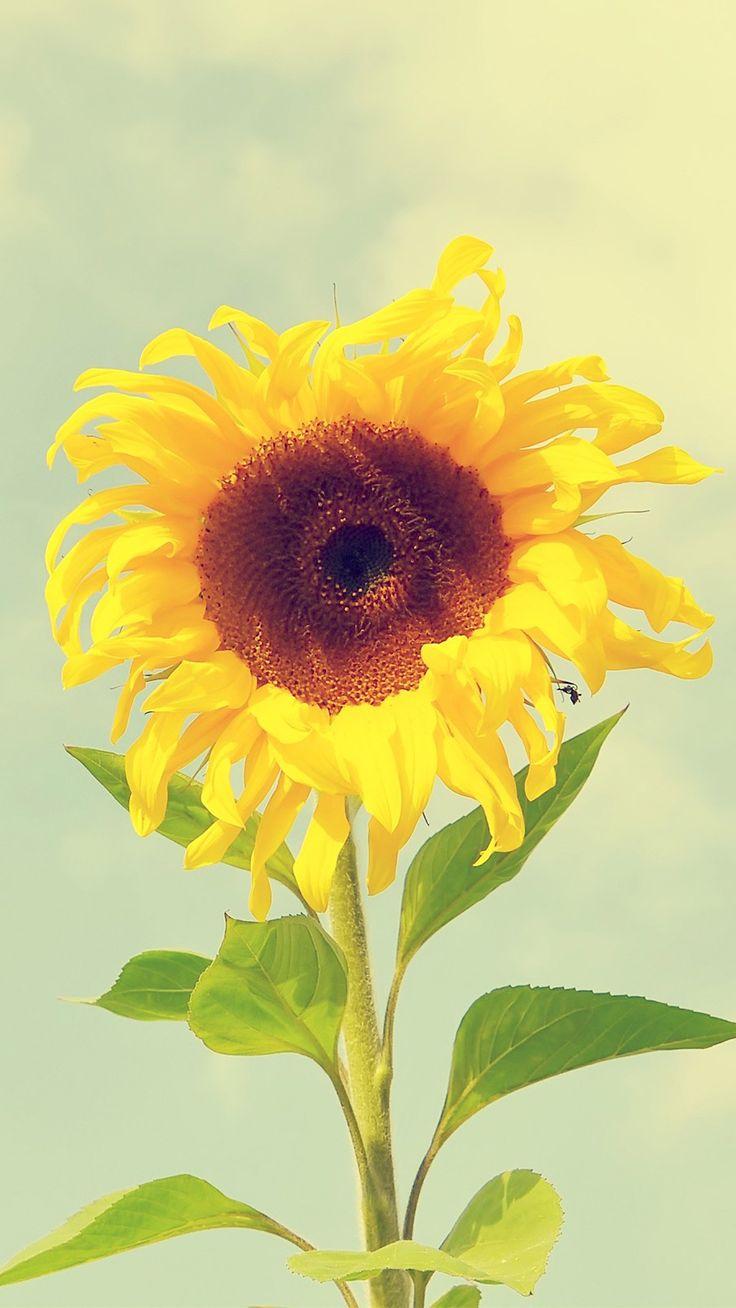 736x1308 Sunflower. Wallpaper iphone 4s, Sunflower wallpaper, Smartphone wallpaper
