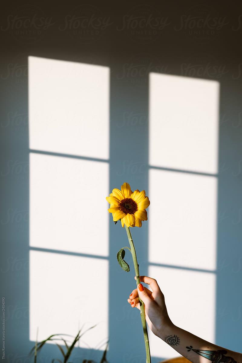 800x1200 Lonely Sunflower