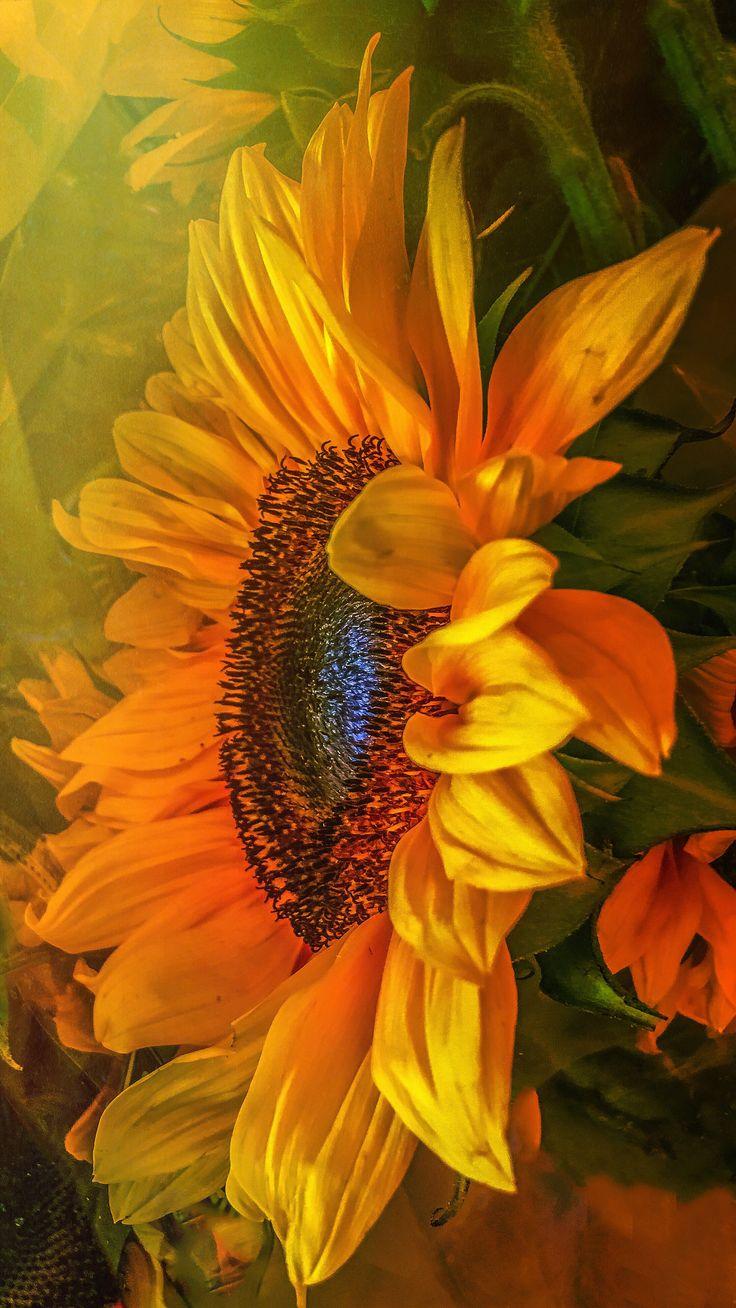 736x1308 Sunflower Hazesunflower Photo Artflower Photoeasidewall. Etsy. Sunflower artwork, Sunflower picture, Sunflower wall art