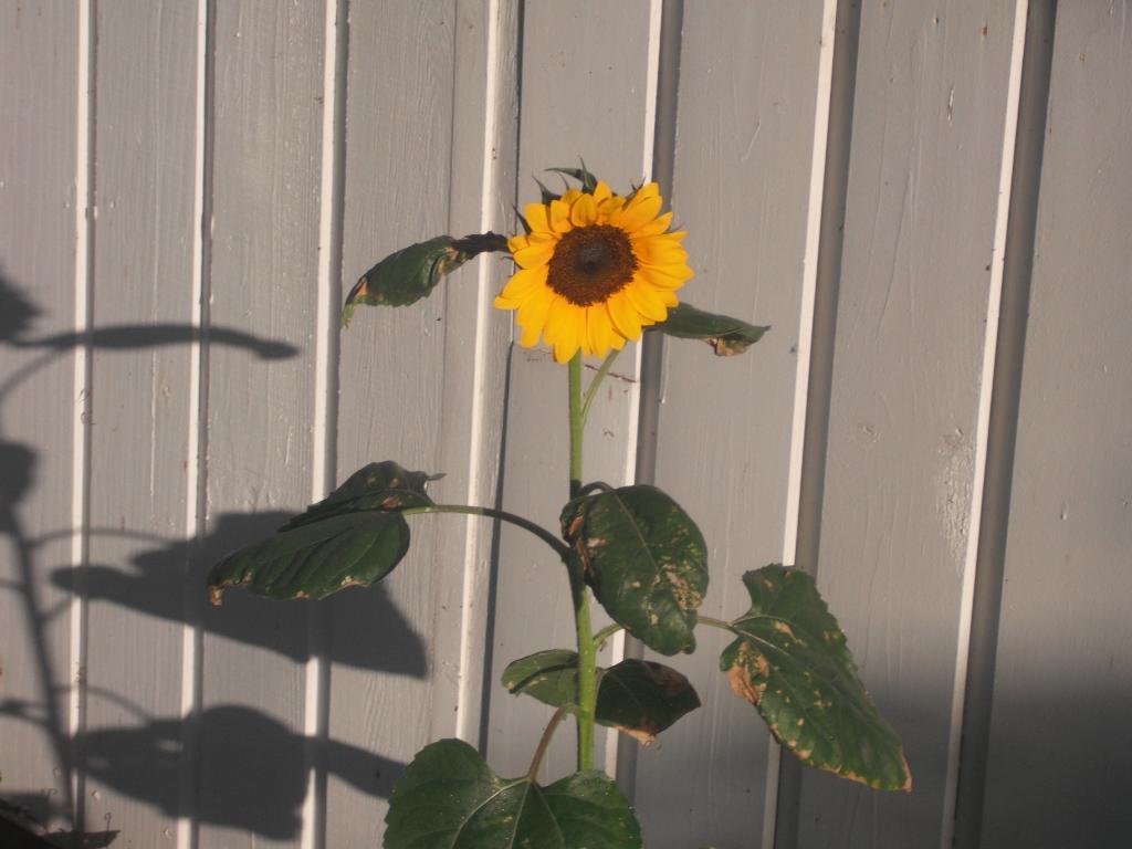 1024x768 – The Lonely Sunflower. Evil Squirrel's Nest