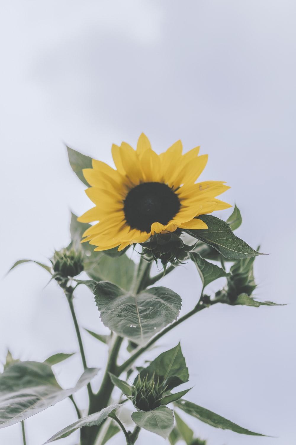 1000x1500 yellow sunflower photo