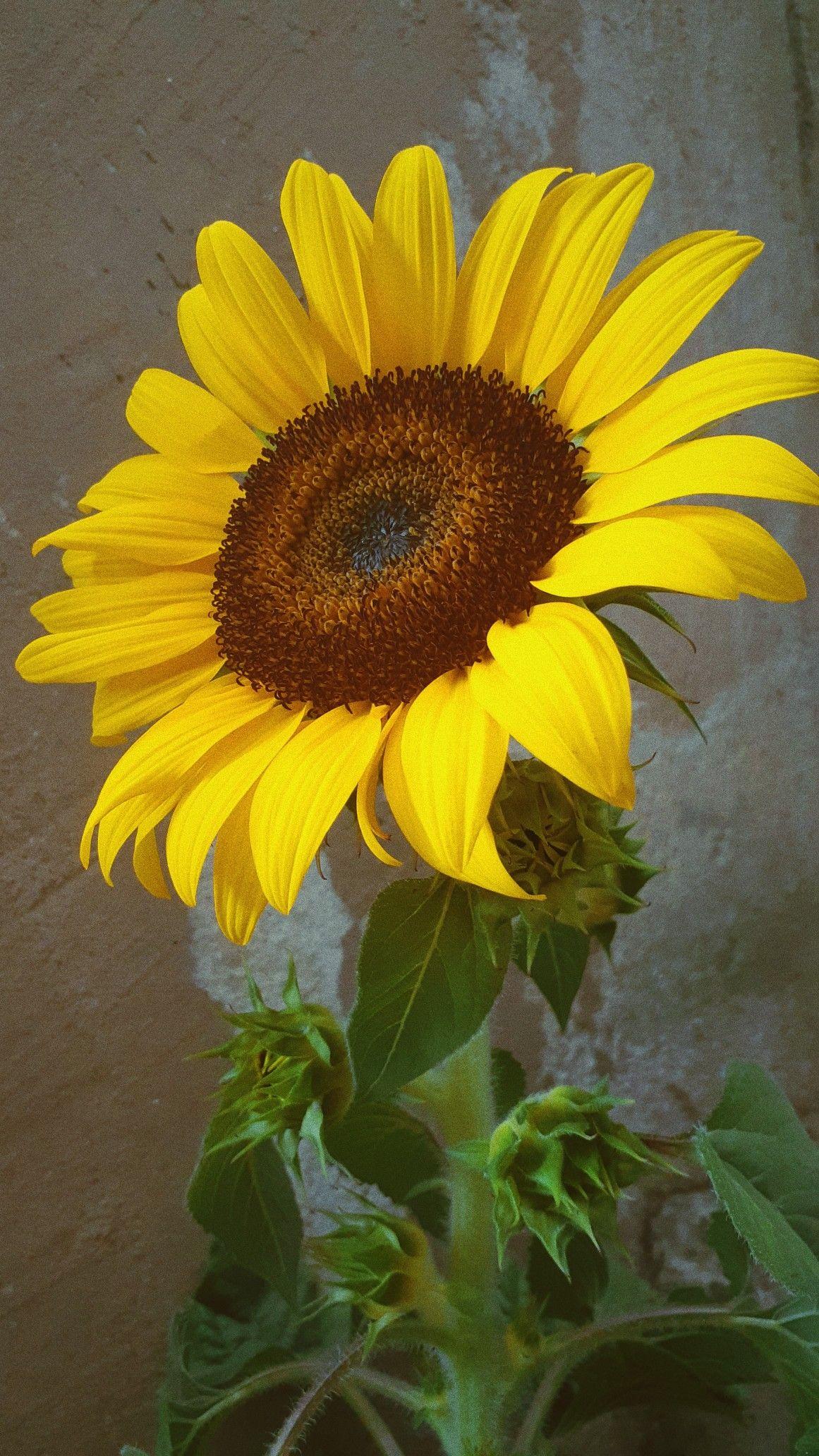 1161x2064 SUNFLOWER. Photo Wallpaper em 2021. Papel de parede de girassol, Girassol