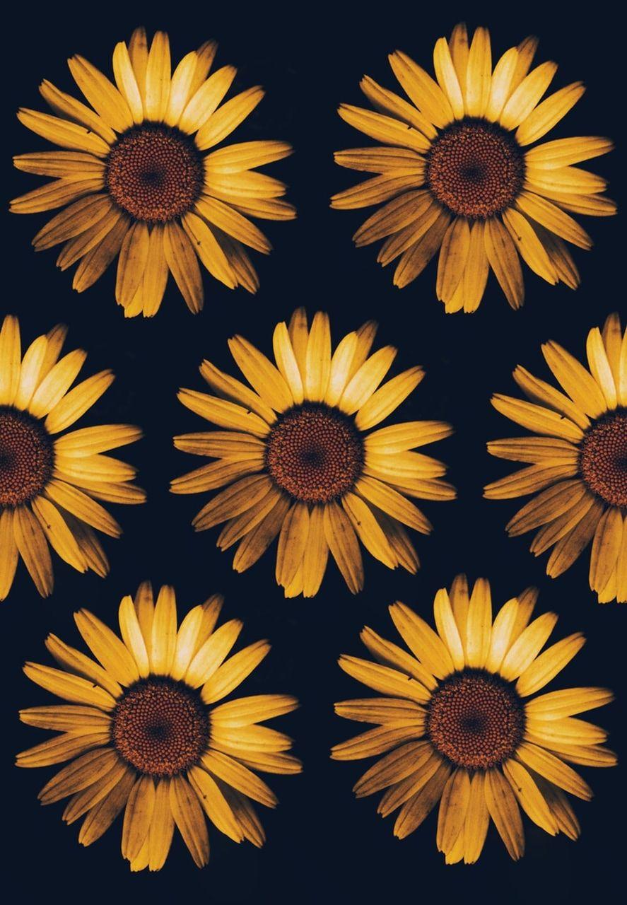 887x1280 Black Sunflower Wallpaper, HD Black Sunflower Background on WallpaperBat
