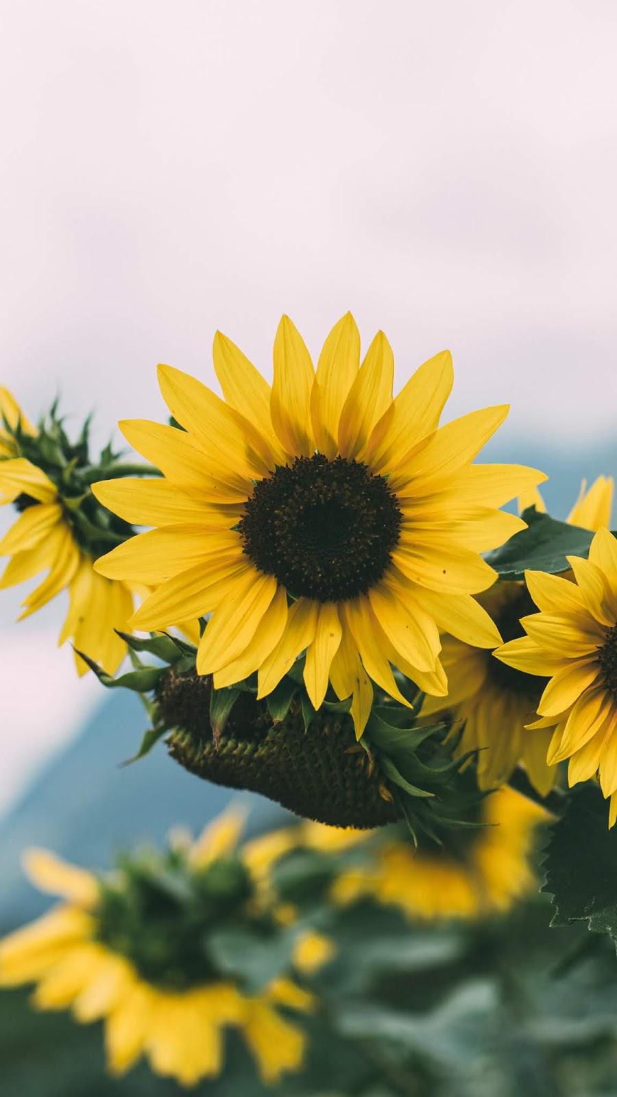 900x1600 Sunflowers wallpaper android