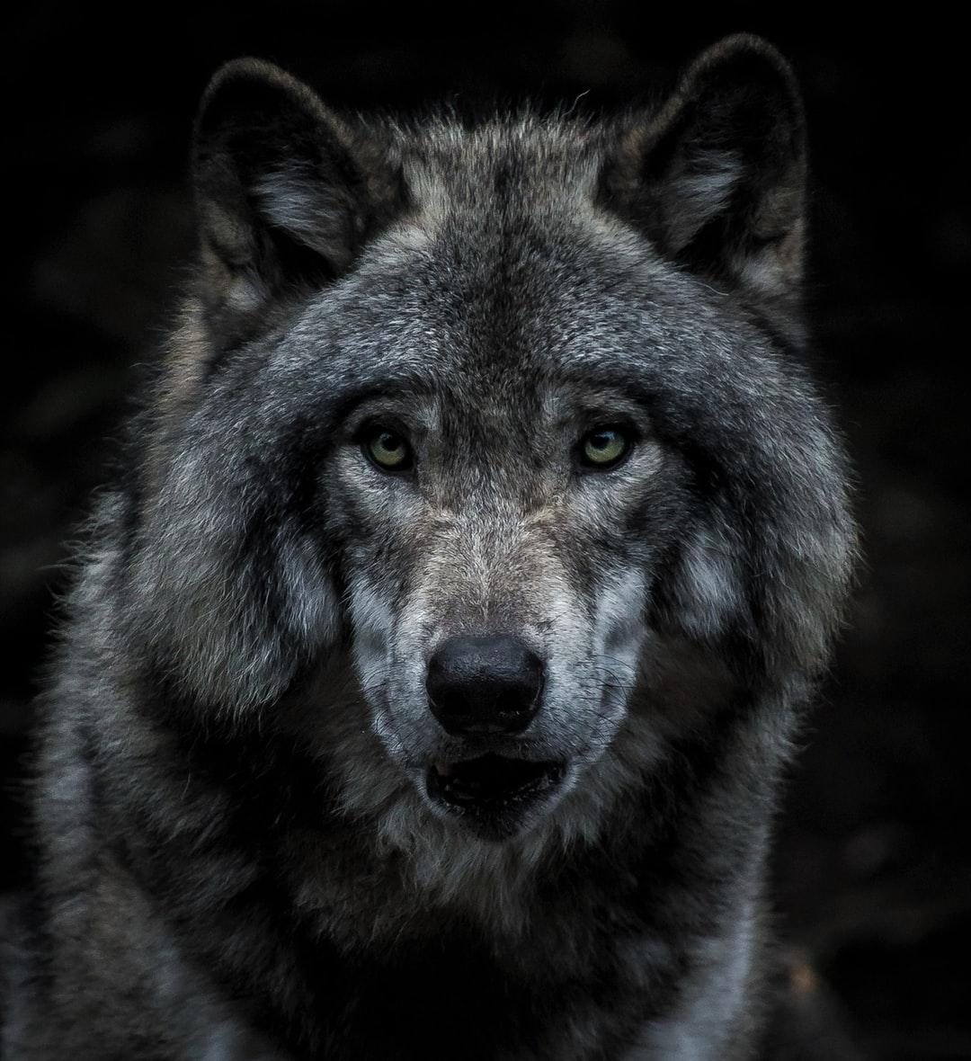 1080x1180 Wolf Wallpaper: Free HD Download [HQ]