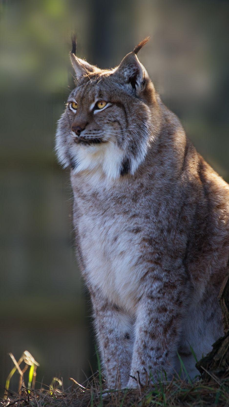 938x1668 Download Wallpaper 938x1668 Lynx, Big Cat, Cute Iphone 8 7 6s 6 For Parallax HD Background