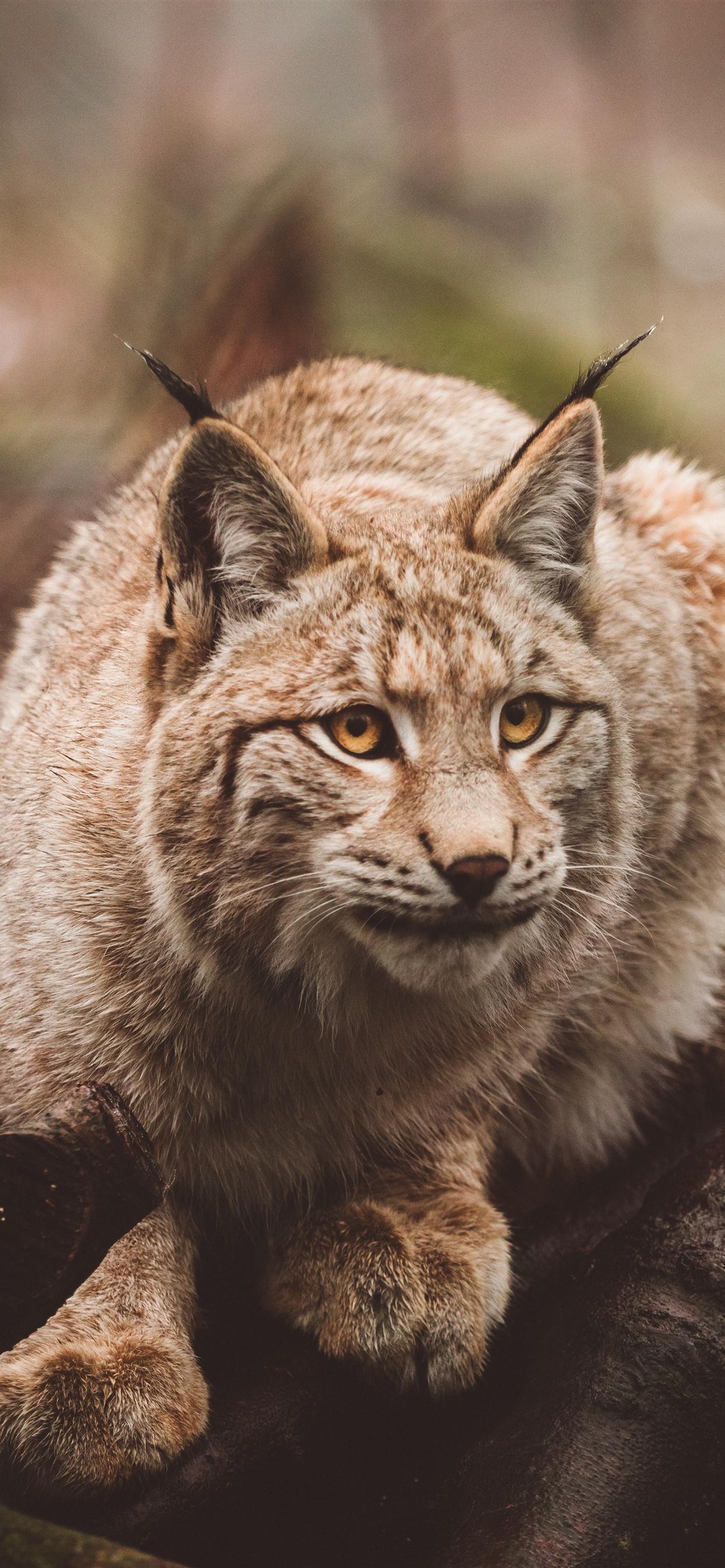 1242x2688 Lynx look iPhone XS Max, X 3GS wallpaper download