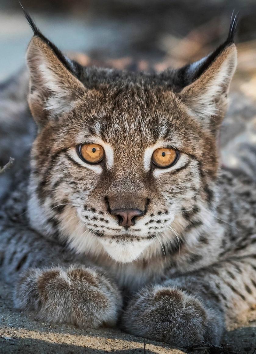 840x1160 Download 840x1160 wallpaper close up, lynx, cat, predator, muzzle, iphone iphone 4s, ipod touch, 840x1160 HD image, background, 18235