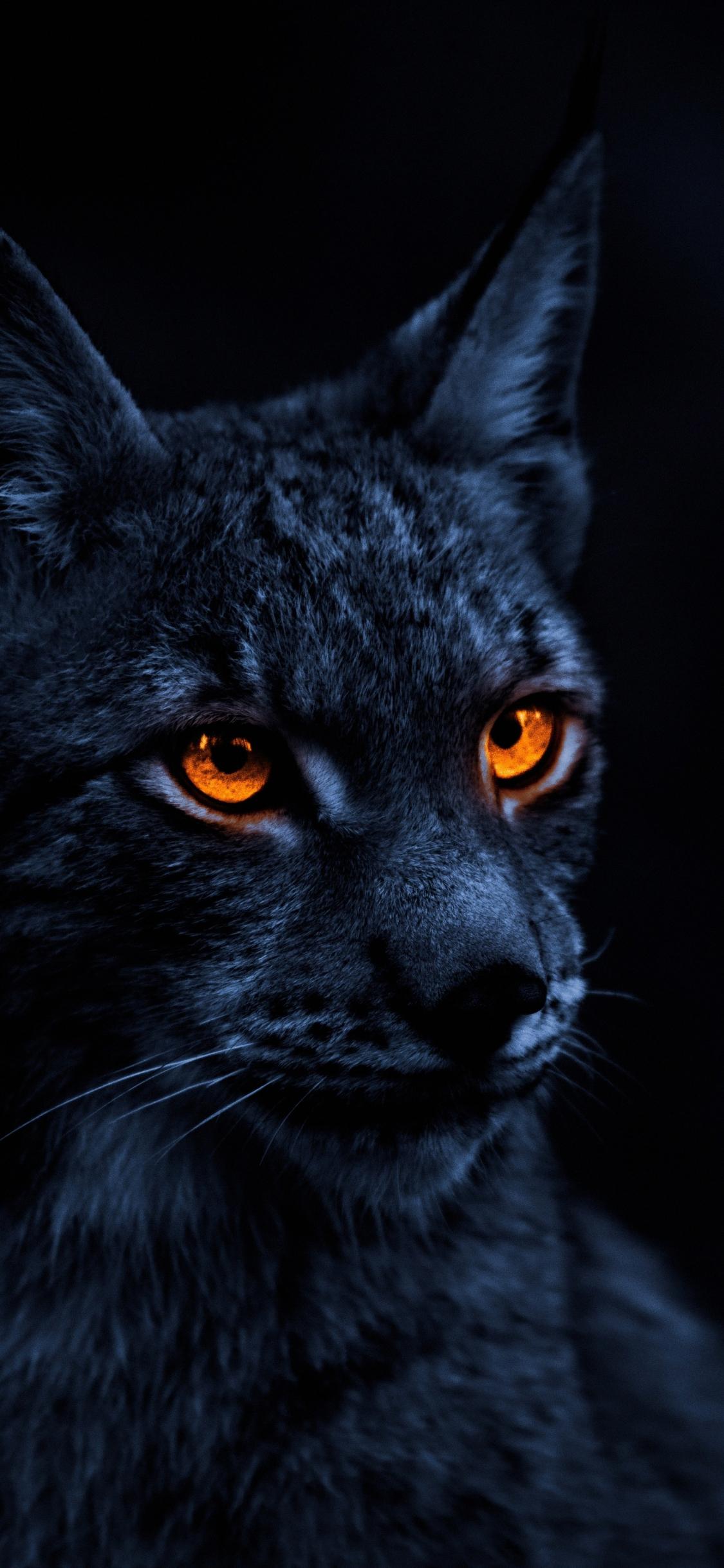 1125x2436 Download yellow eye cat, lynx 1125x2436 wallpaper, iphone x, 1125x2436 HD image, background, 24636