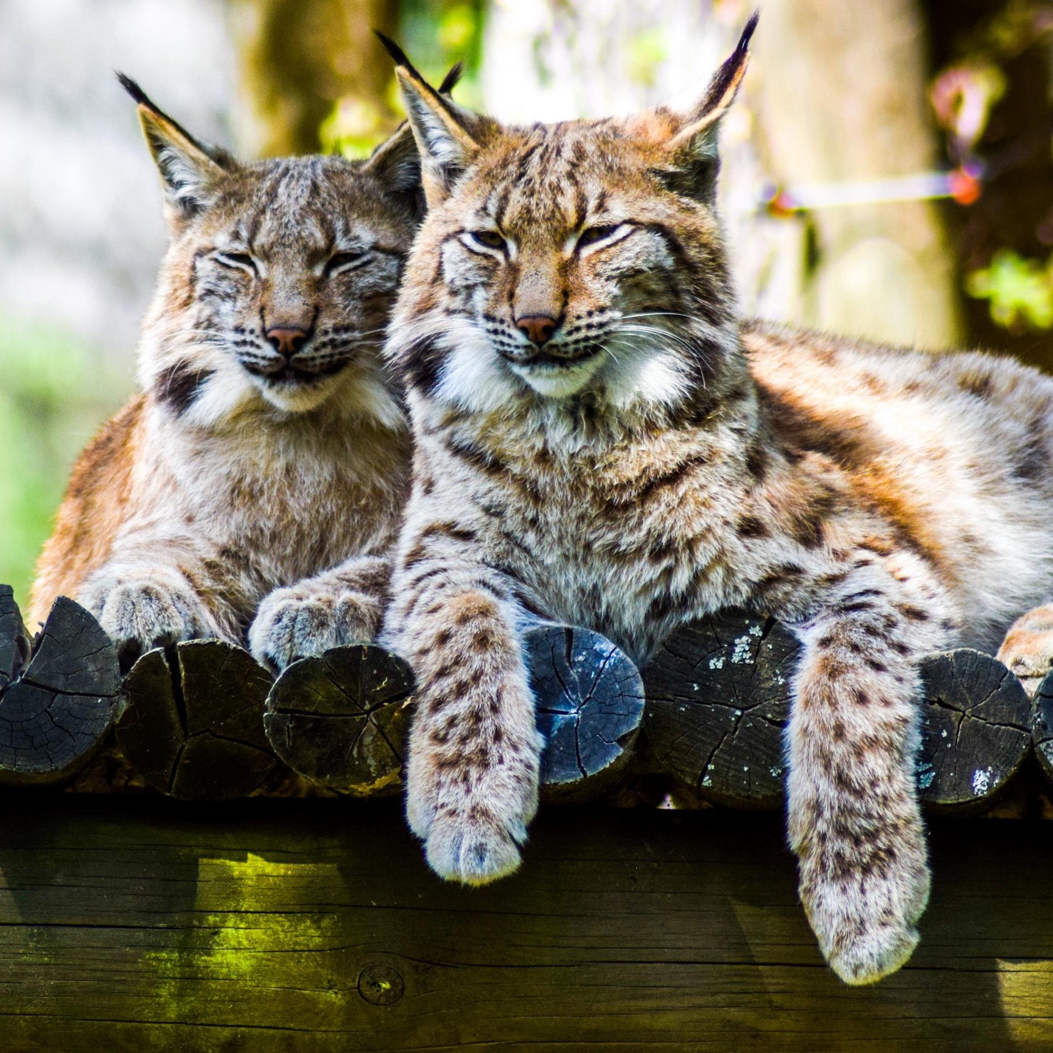 2048x2048 Wallpaper 4k lynx, predator, large cat 4k Wallpaper