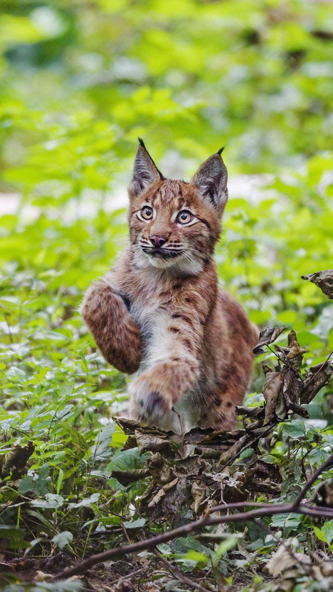 1080x1920 Lynx Kitten iPhone & Desktop Wallpaper