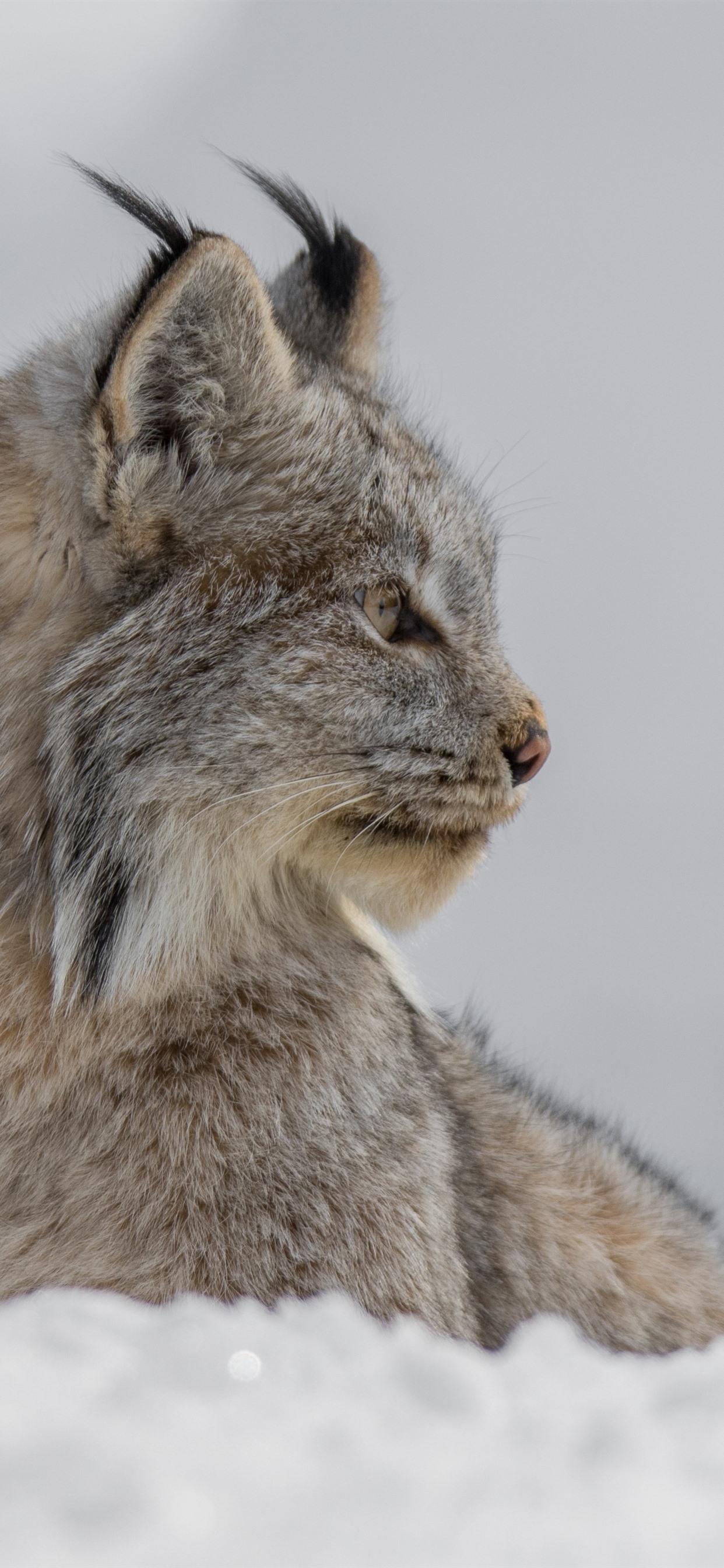1242x2688 Lynx Look At A Side, Snow, Winter 1242x2688 IPhone 11 Pro XS Max Wallpaper, Background, Picture, Image