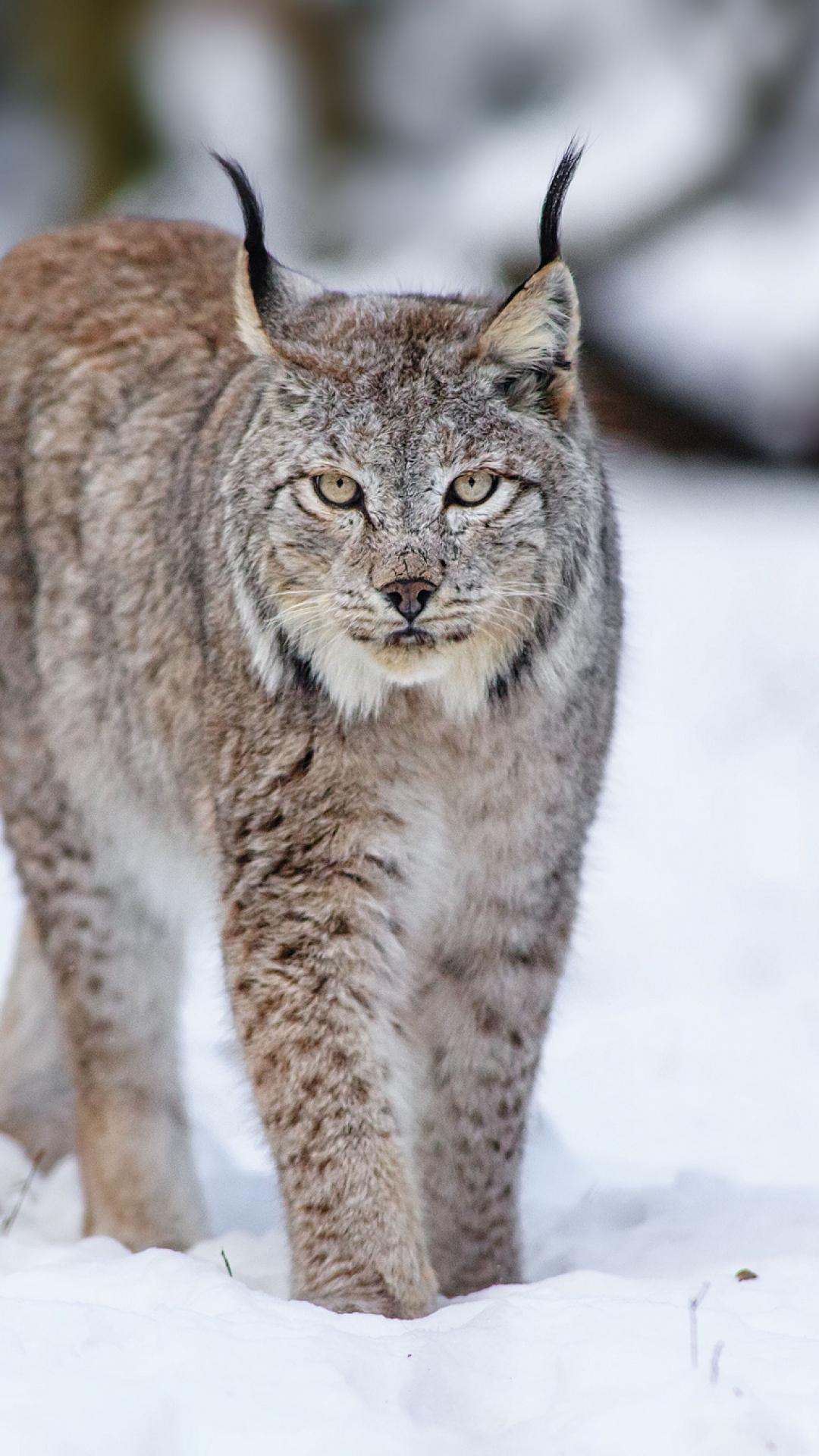1080x1920 Canadian Lynx Wallpaper