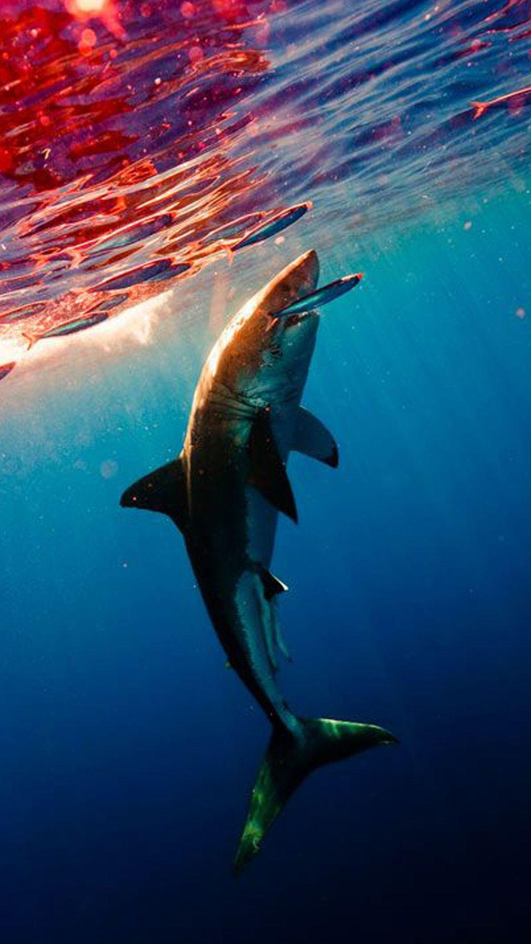 Shark Aesthetic Wallpapers - Top Free Shark Aesthetic Backgrounds