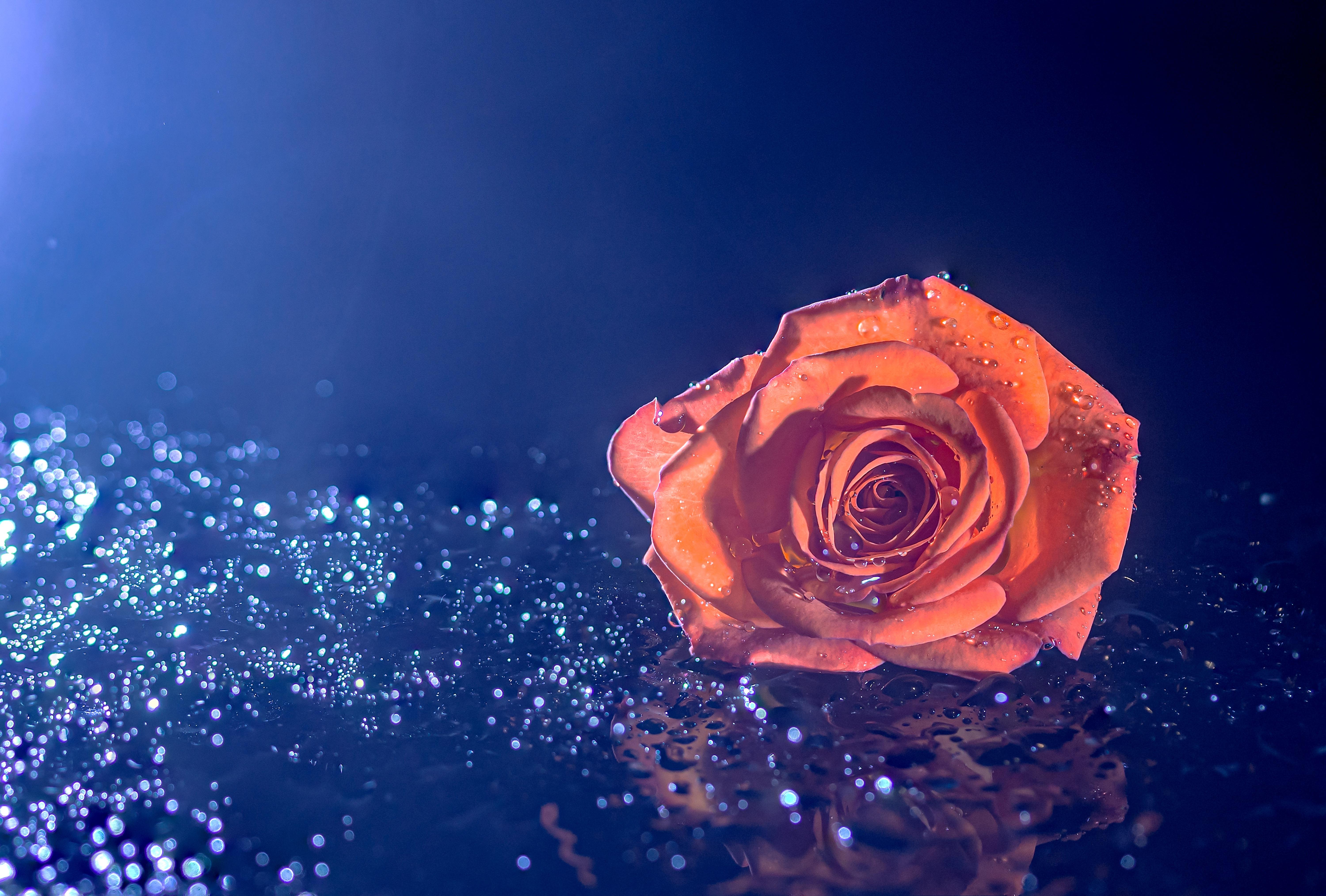 6000x4054 Orange Rose Wallpaper 4K, Droplets, Blue background, 5K, Flowers