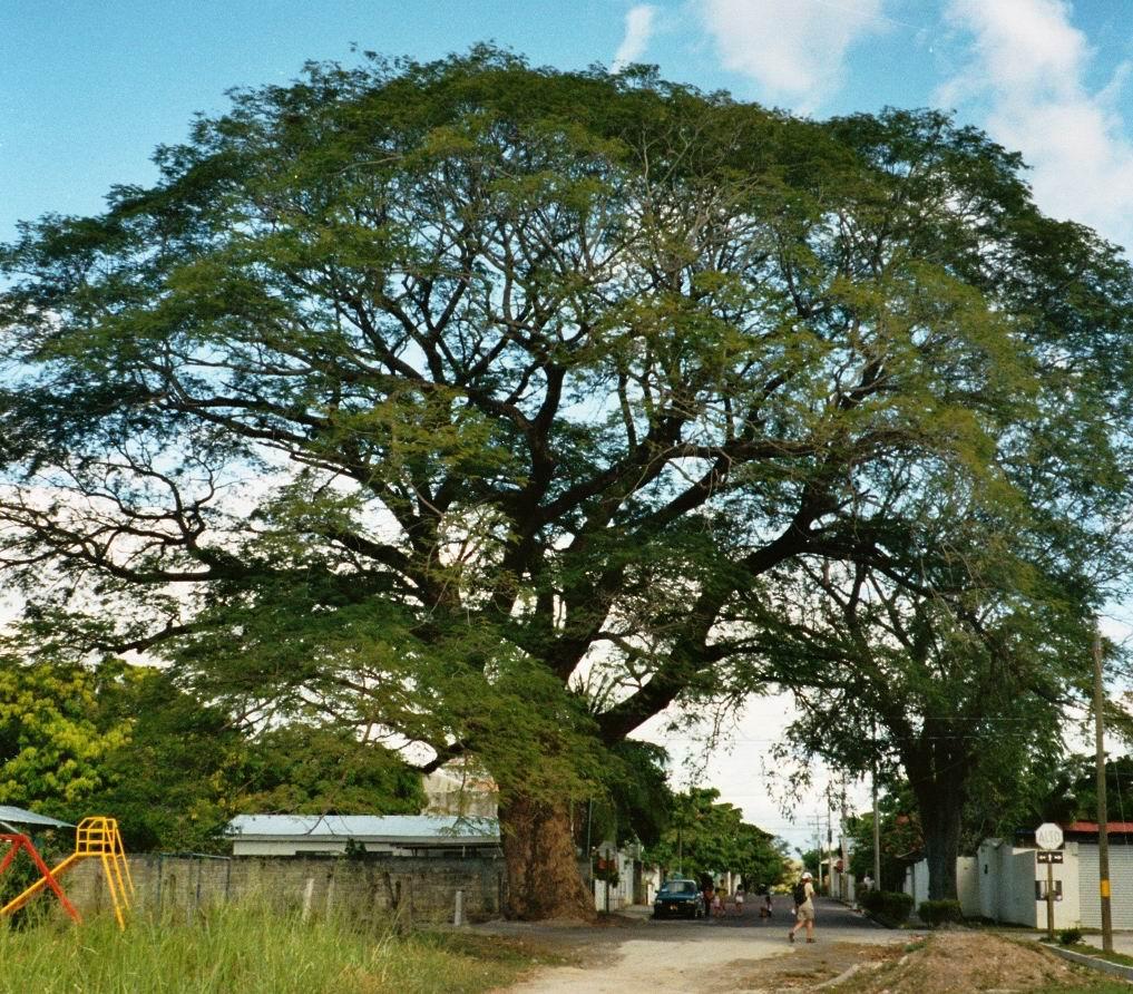 1017x892 Liberia. HD Windows Wallpaper