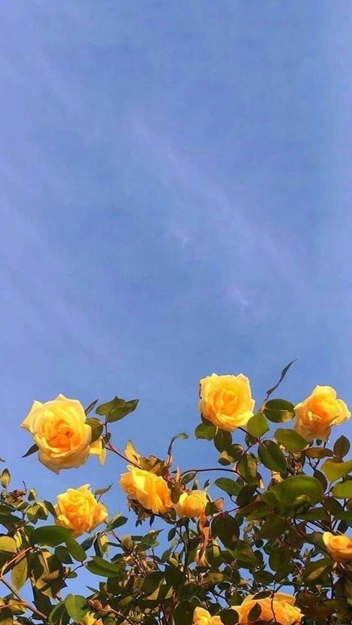 720x1280 Image about aesthetic in phone decor