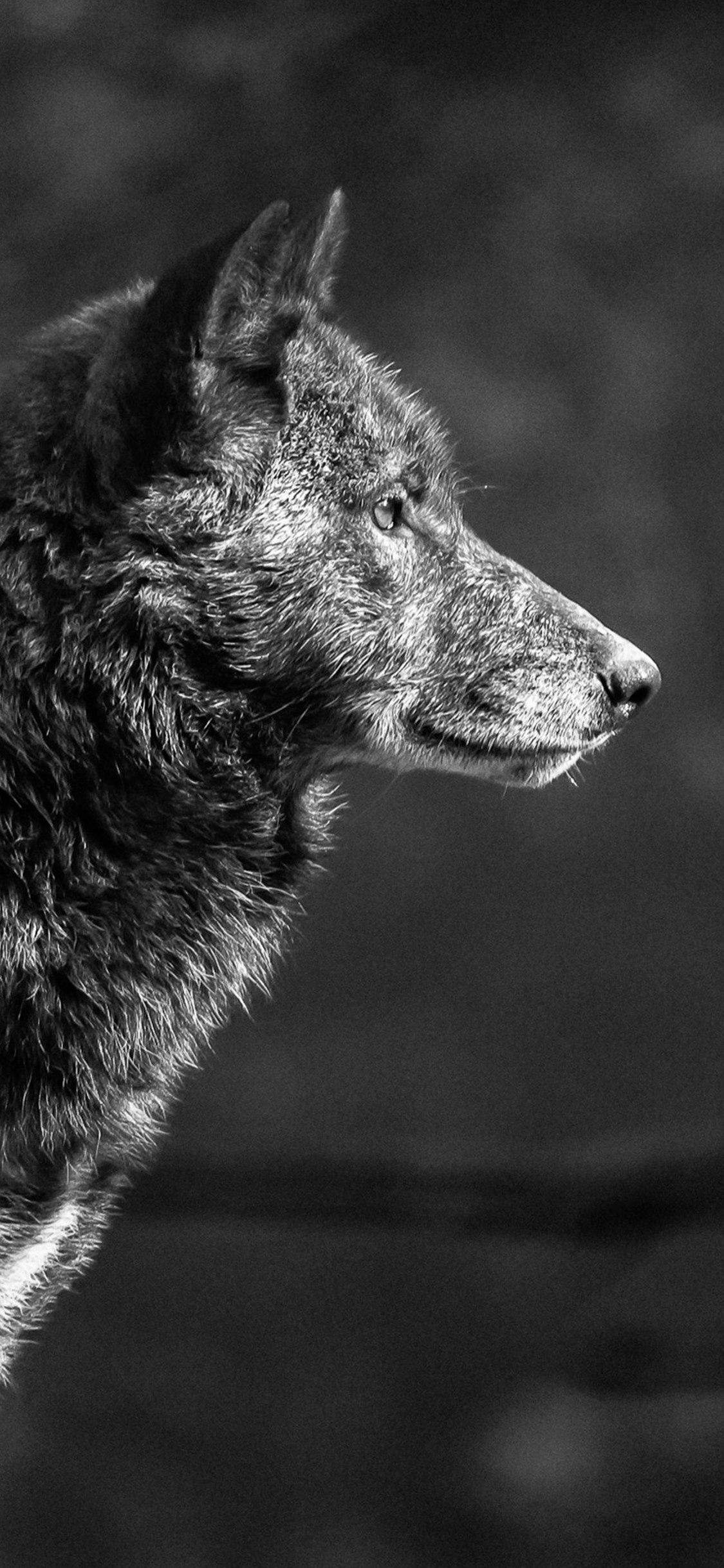 1125x2436 Wolf Wallpaper art: Free HD Download
