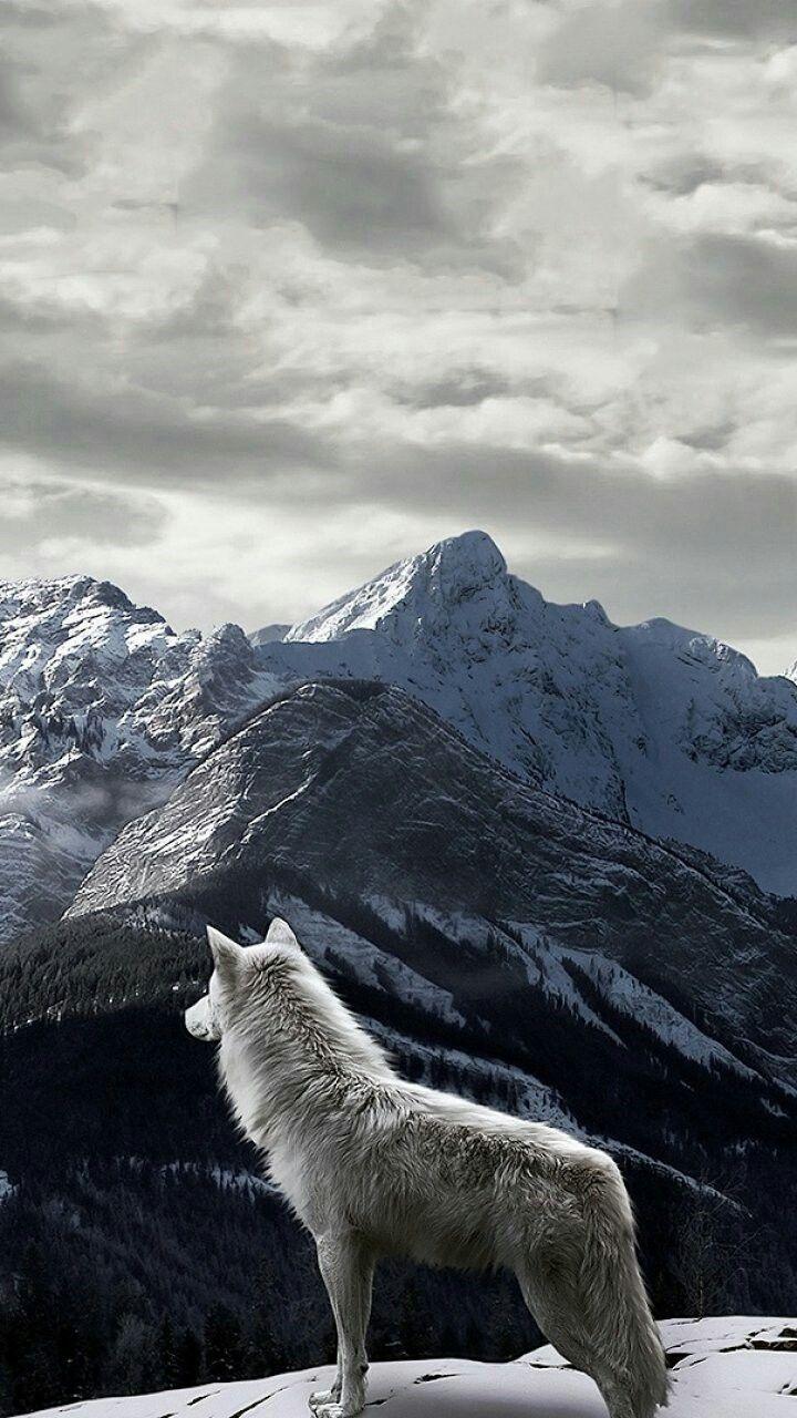 720x1280 Cool Wolves iPhone Wallpaper