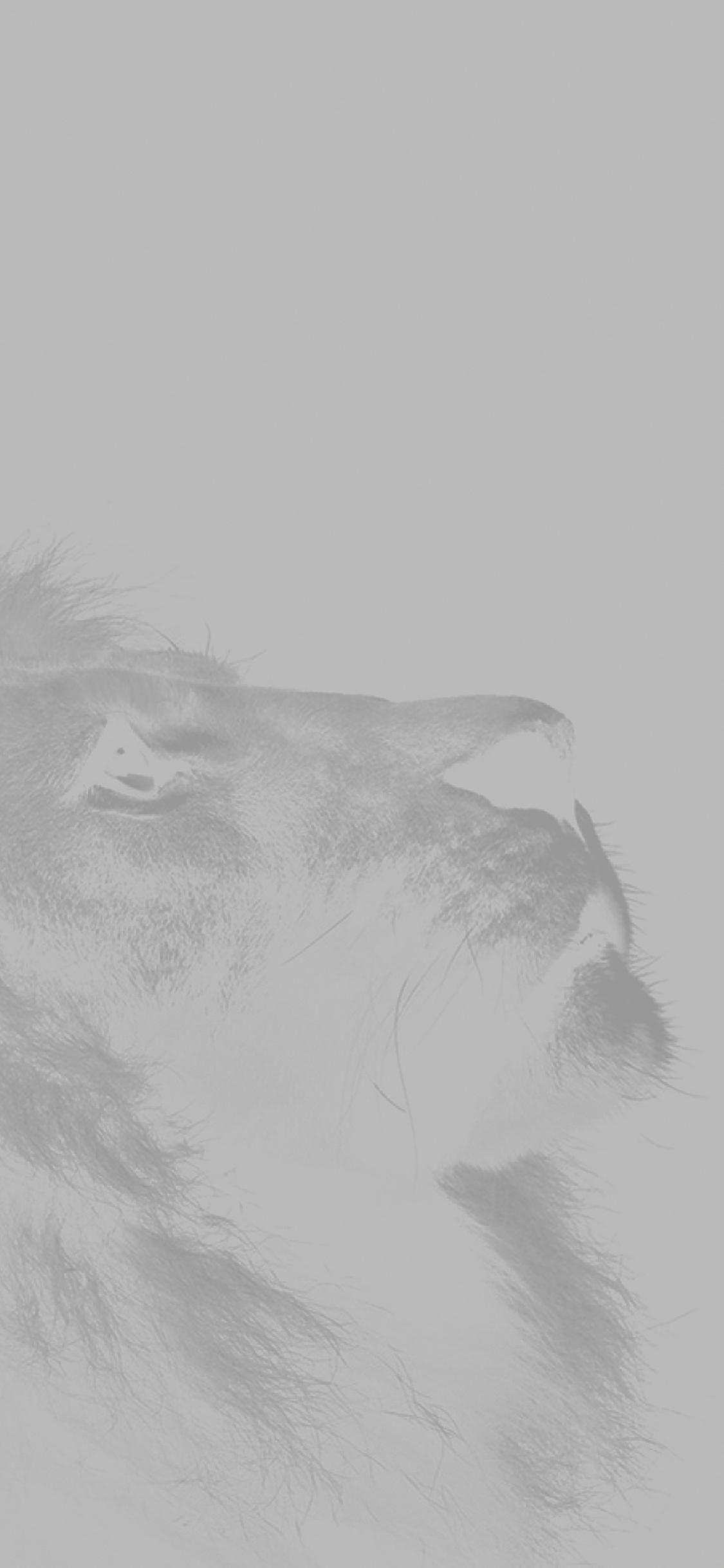1125x2436 iPhone X wallpaper. lion looking sky animal nature white photo