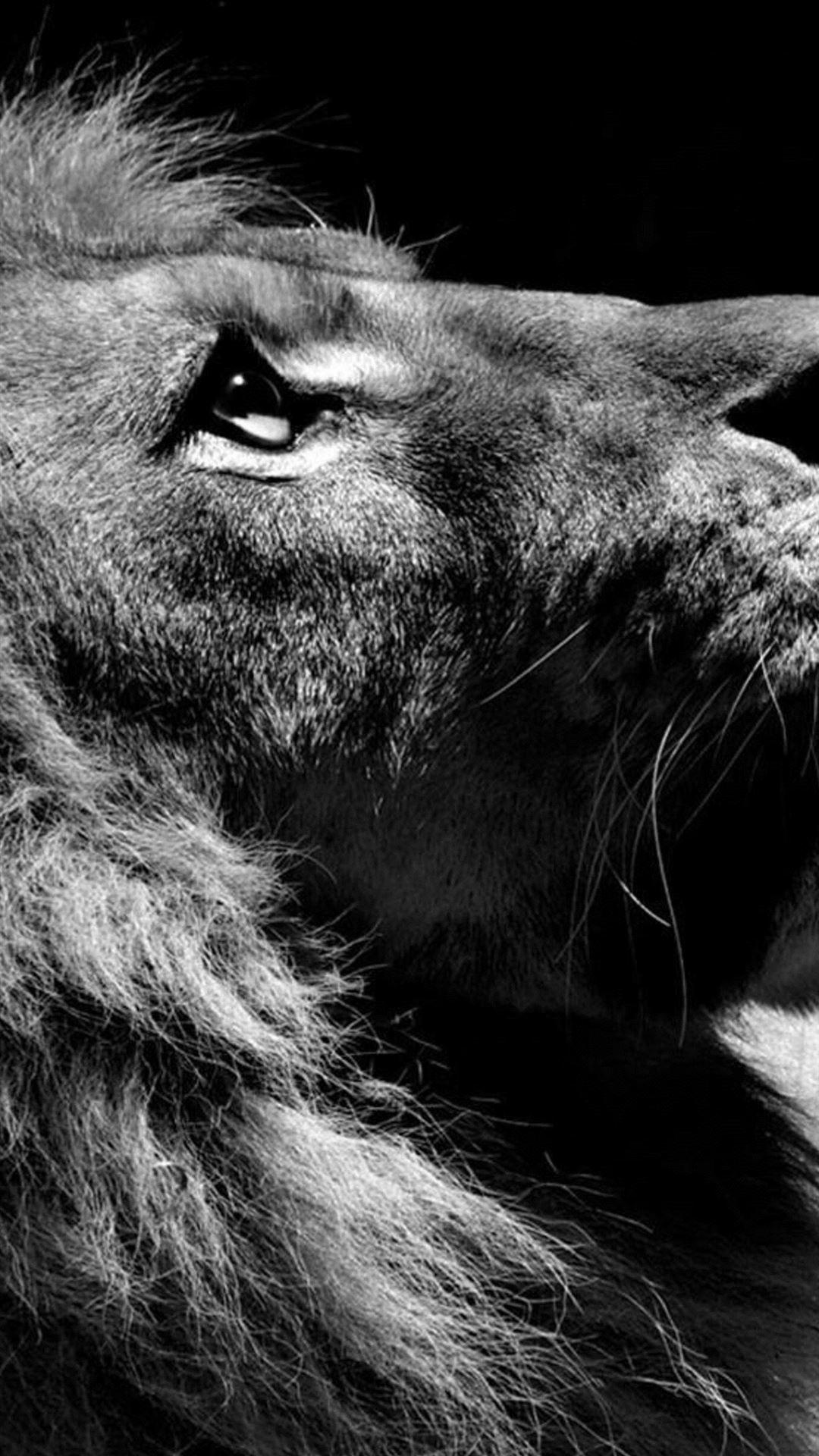 White Lion iPhone Wallpapers Top Free White Lion iPhone Backgrounds