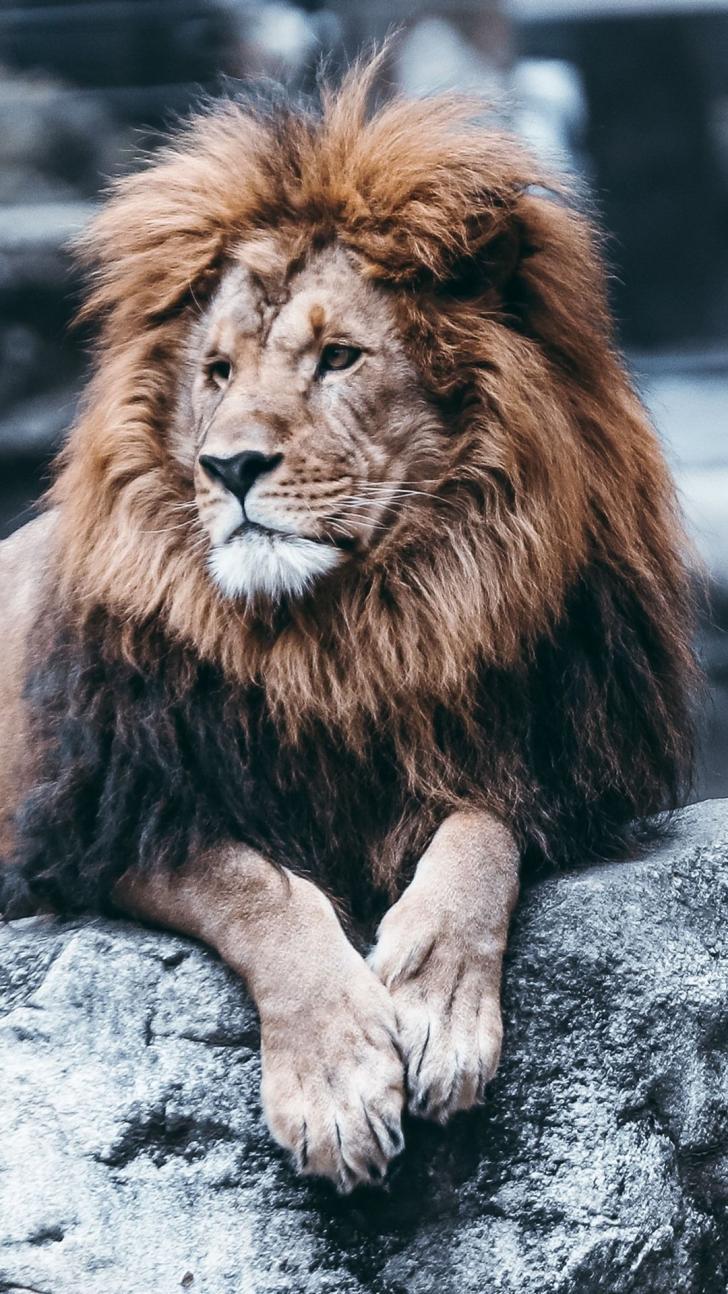 728x1294 Wallpaper HD: Lion, Wallpaper, For, iPhone, Lion, iPhone, Wallpaper, Wallpaper