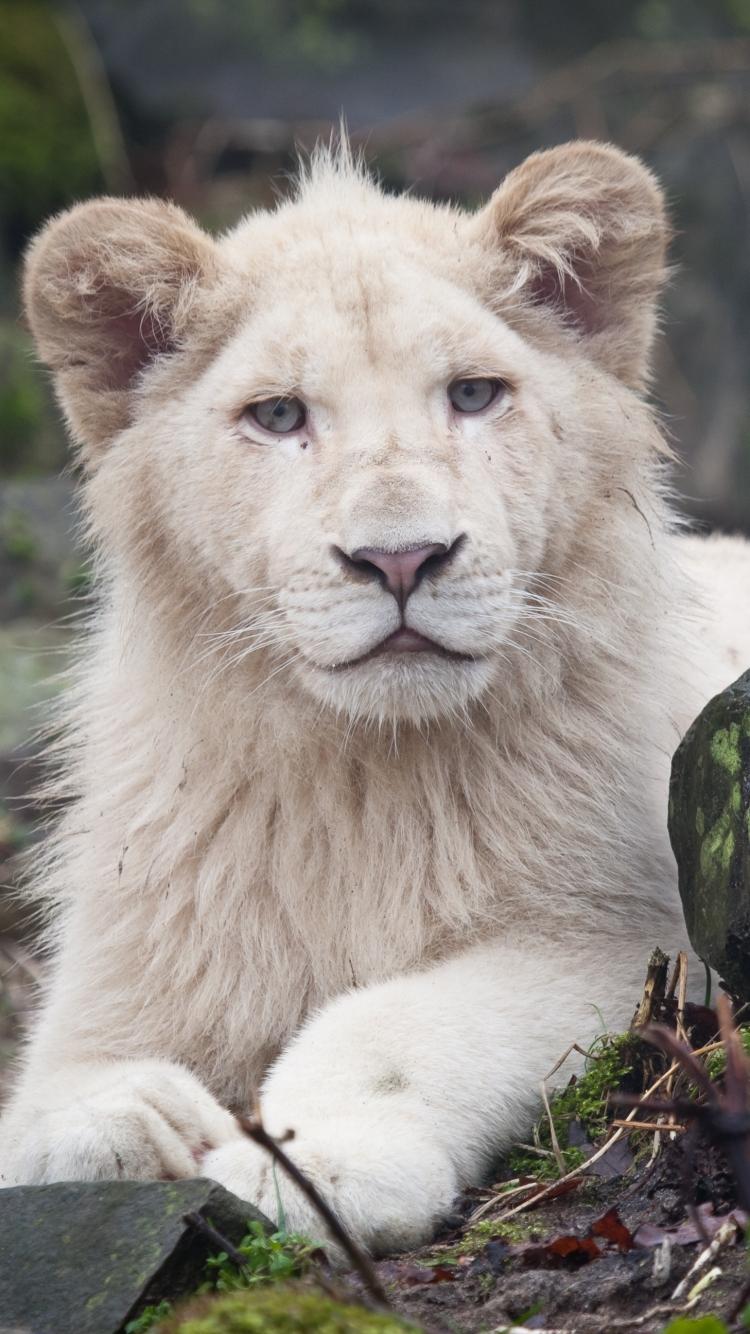 750x1334 White Lion Wallpaper HD