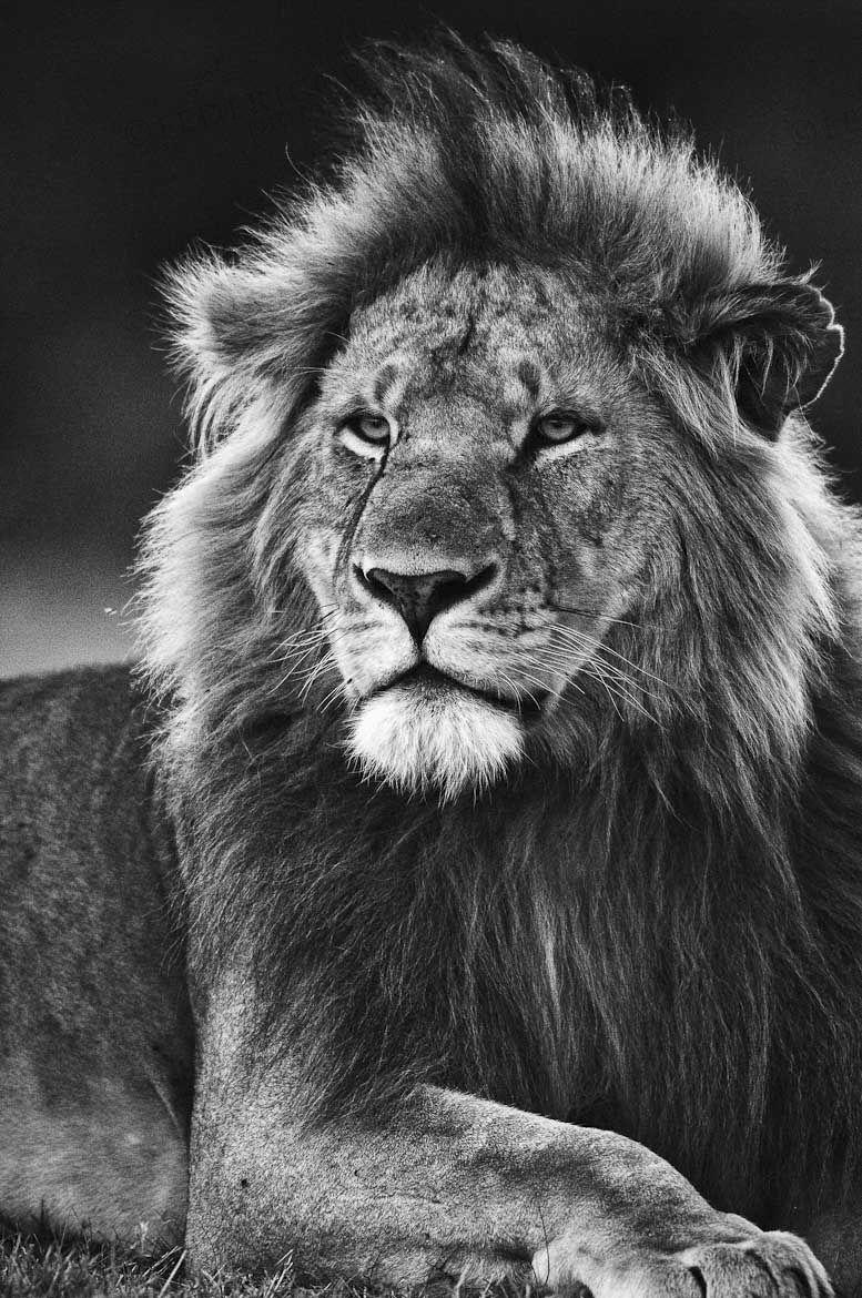 777x1170 Black and white lion, Lion photography, Lion wallpaper