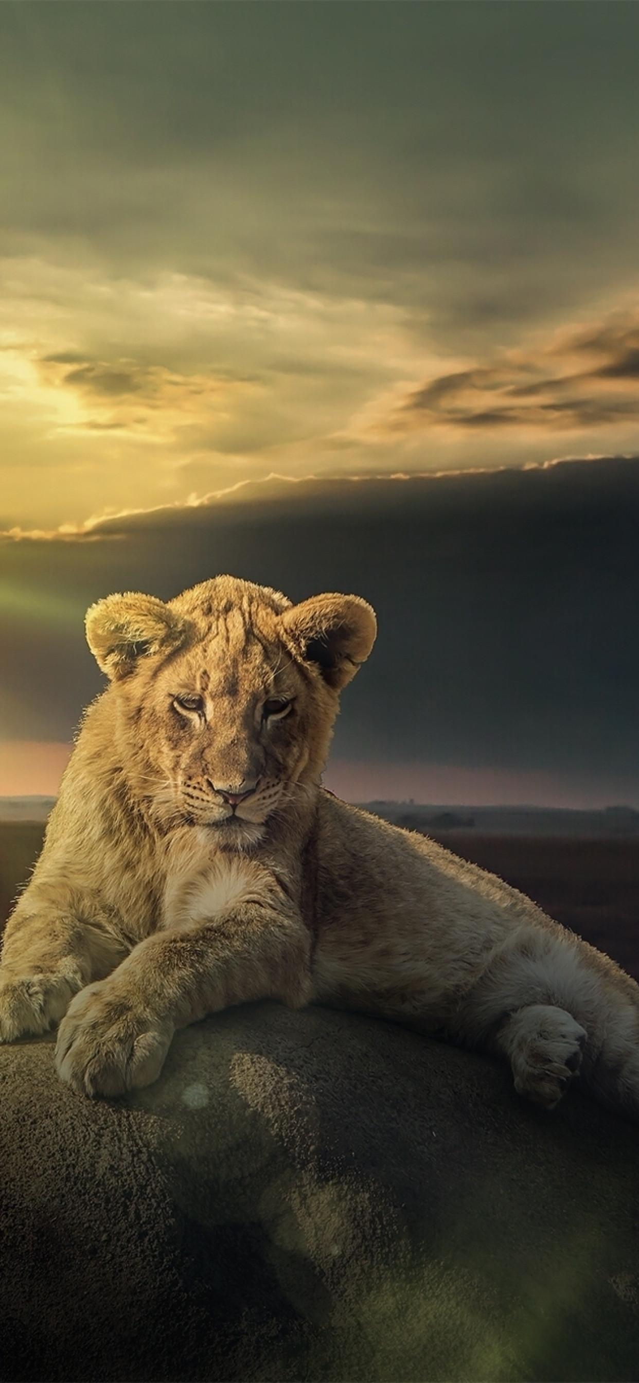 1242x2688 White Lion iPhone XS MAX Wallpaper, HD Animals 4K Wallpaper, Image, Photo and Background