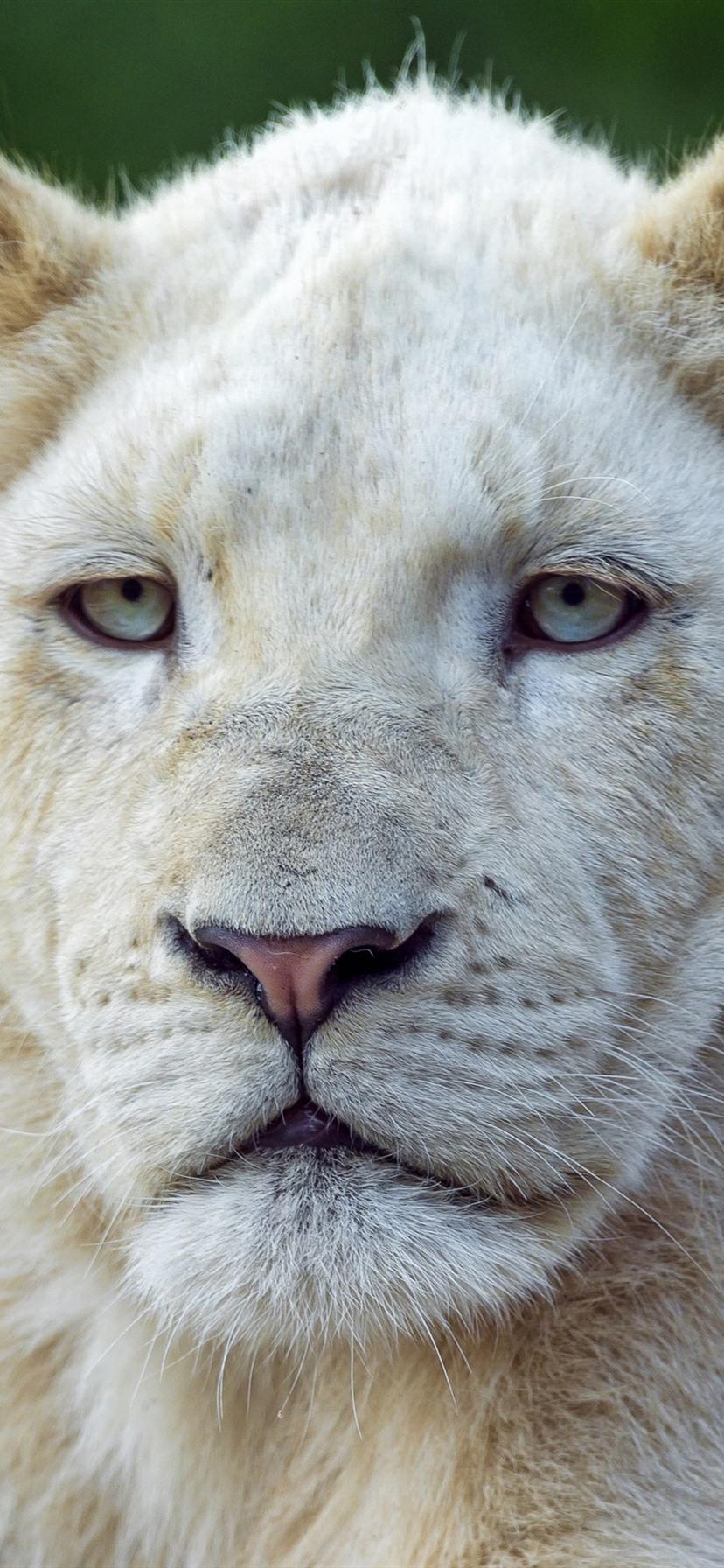 828x1792 Two White Lions Front View 1080x1920 IPhone 8 7 6 6S Plus Wallpaper, Background, Picture, Image