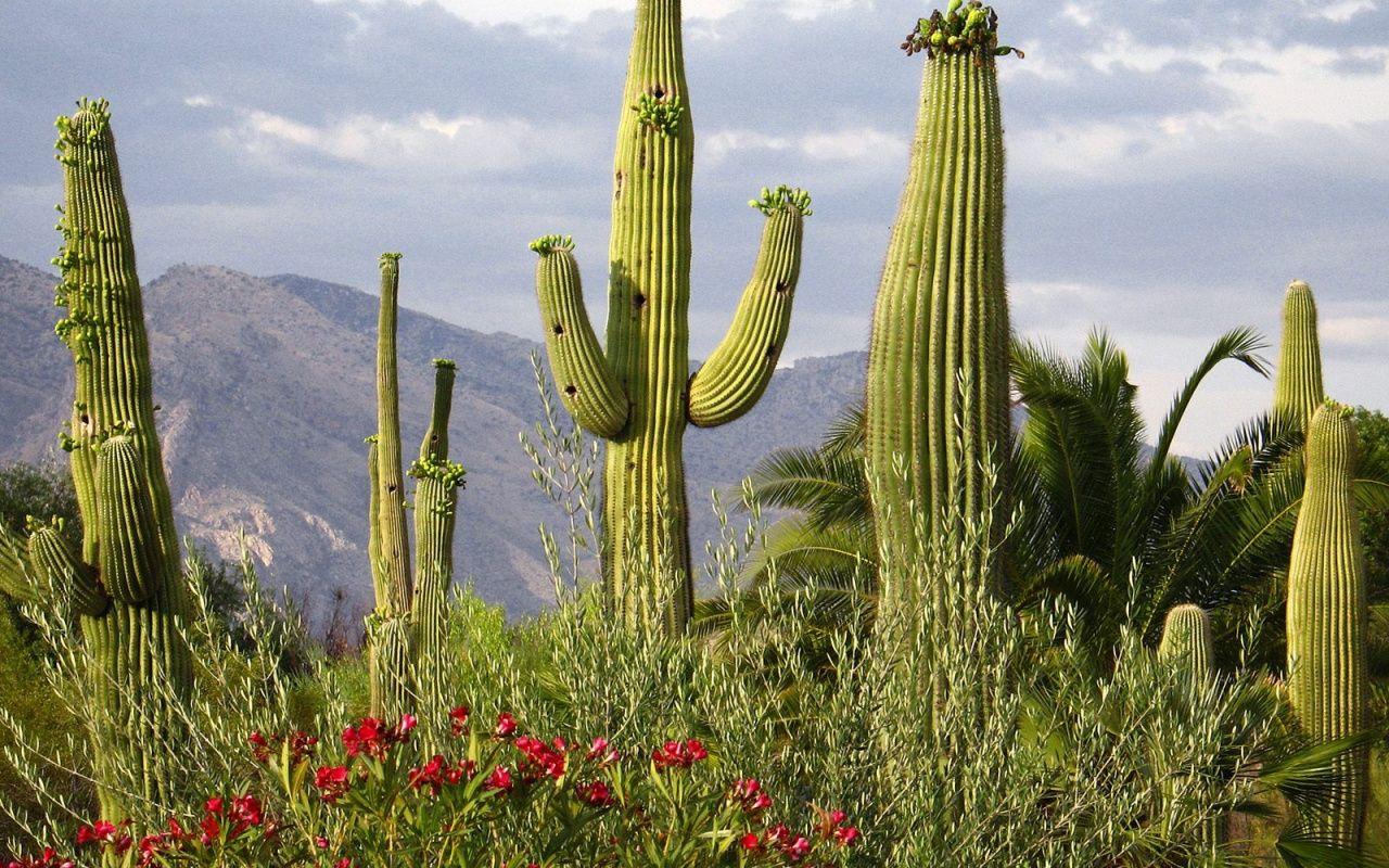 1280x800 Download 1280x800 Wallpaper Pachycereus, Flora, Cactaceae, Sonoran