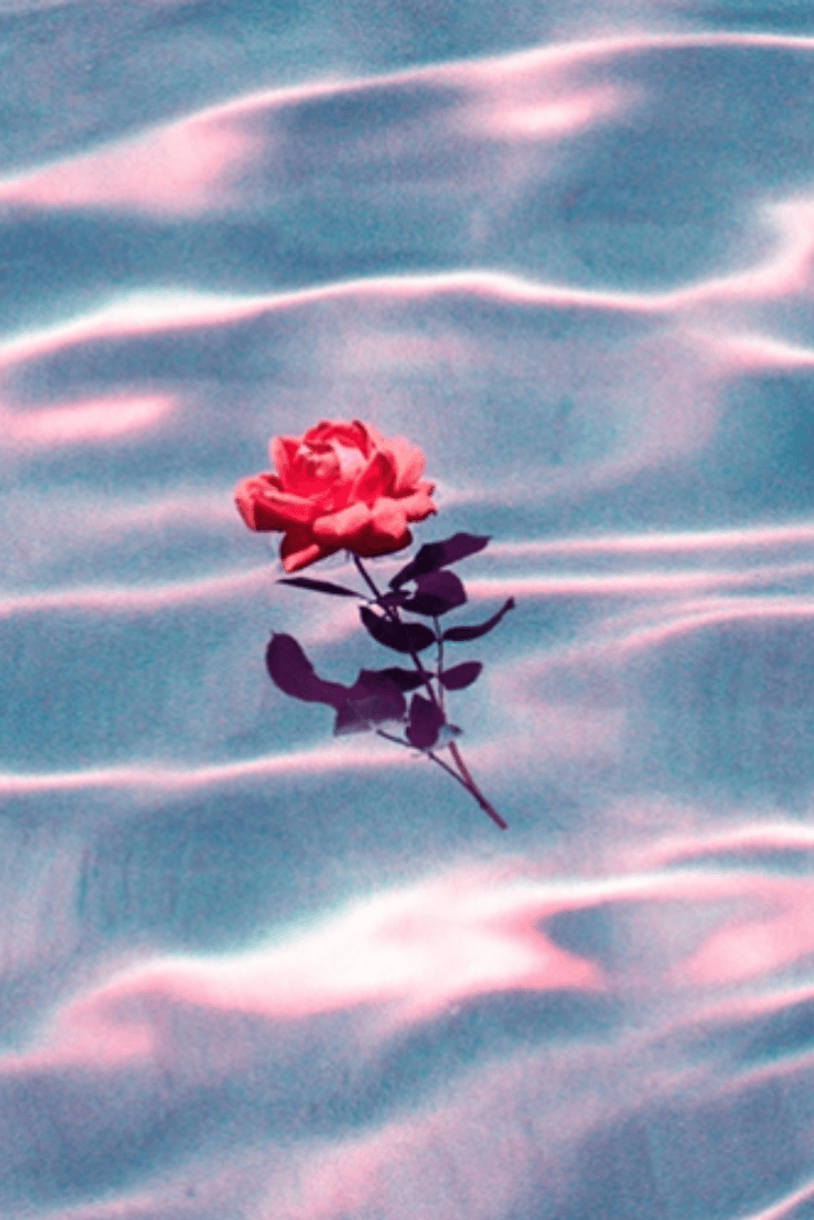 Grunge Rose Aesthetic Desktop Wallpapers - Top Free Grunge Rose
