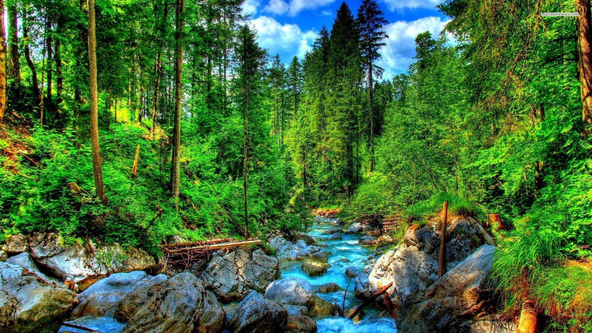 1920x1080 Summer Forest Wallpaper