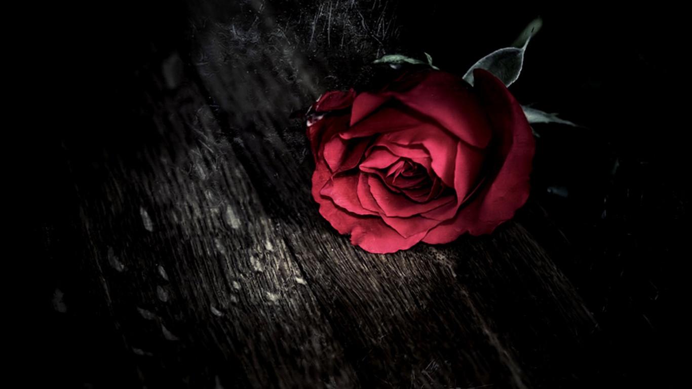 1366x768 Gothic Rose HD Wallpaper 08819