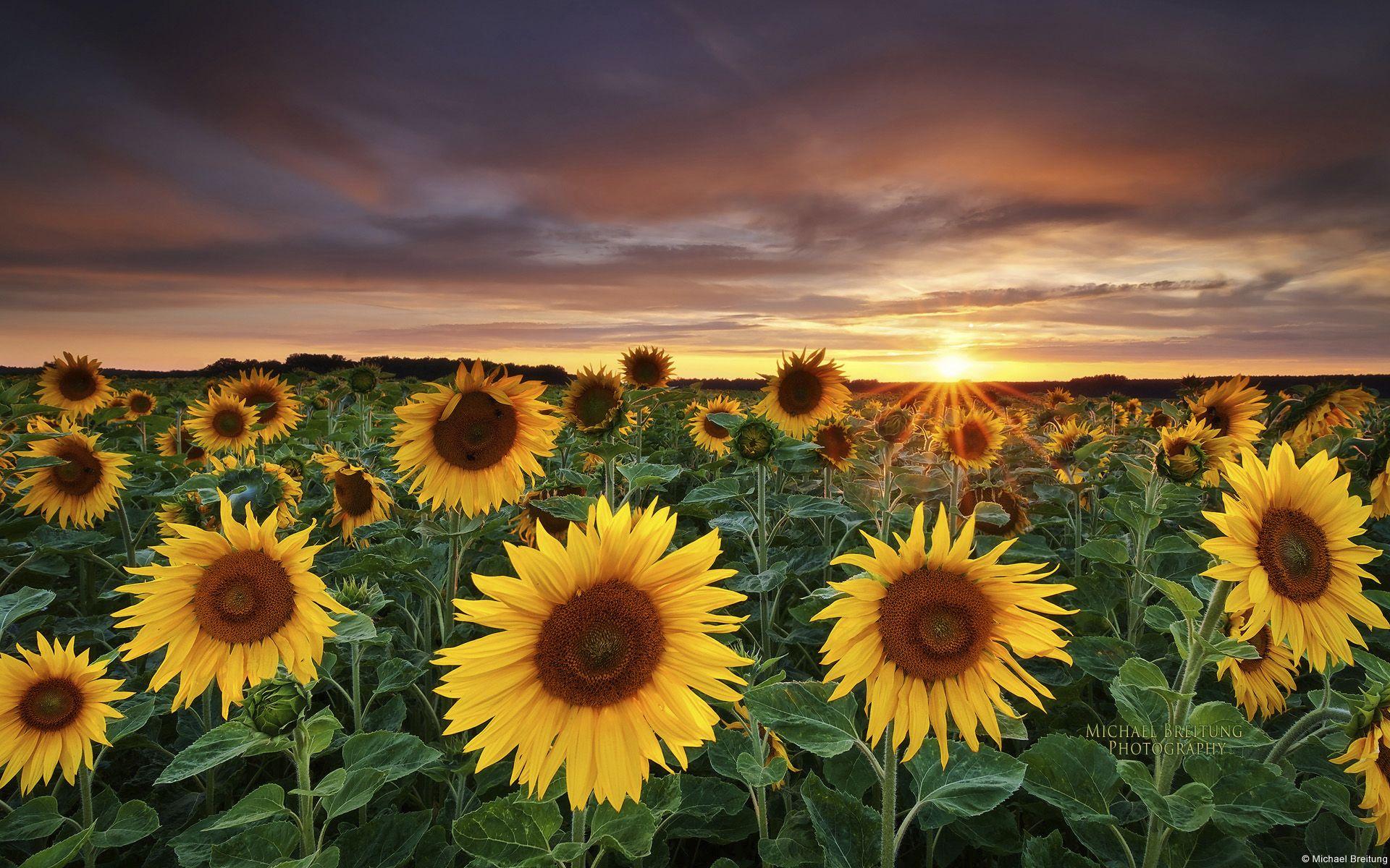 1920x1200 Sunflower Sunflower Farm HD Desktop Wallpaper 23696