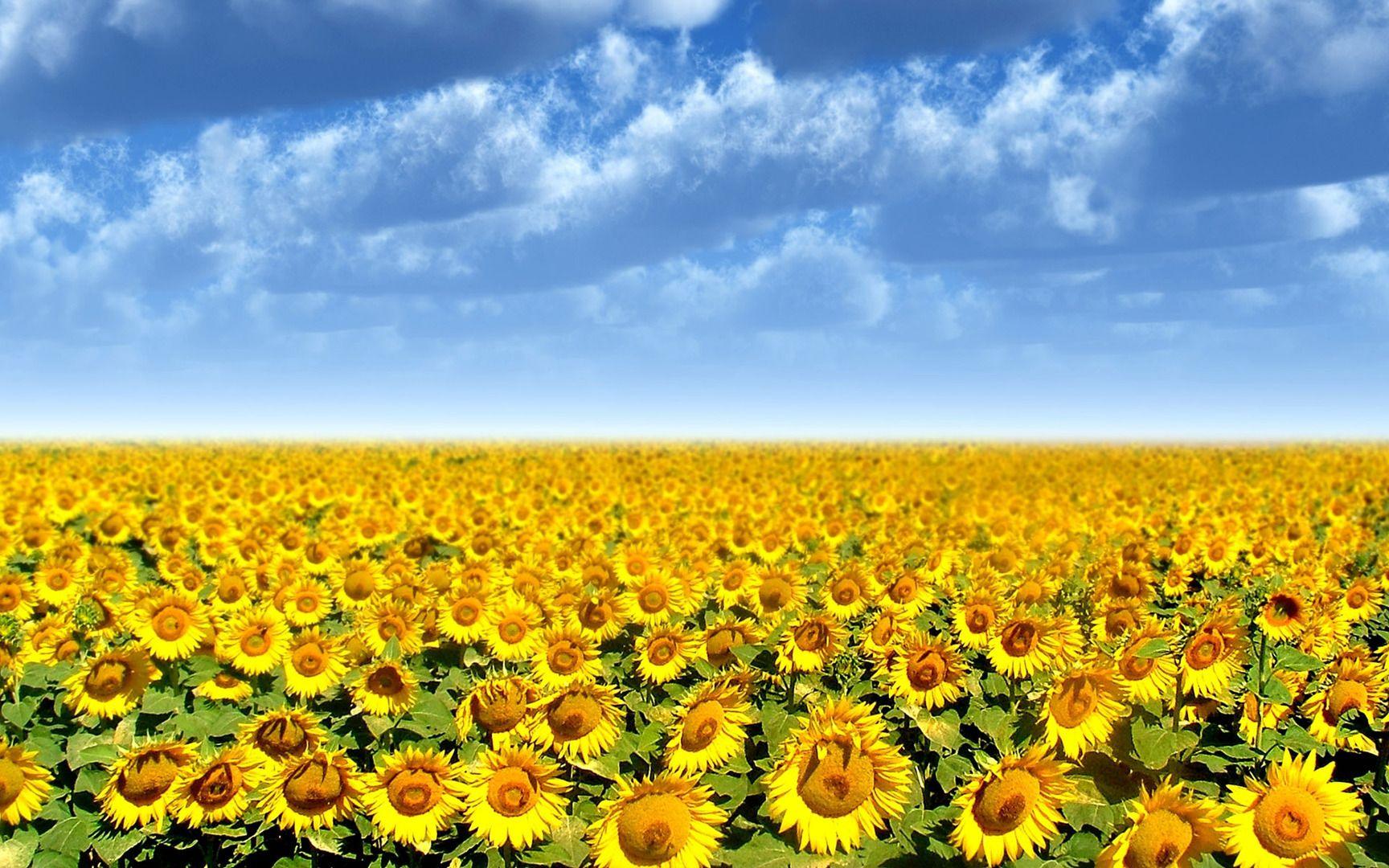 1728x1080 Sunflower Sunflower Farm Desktop Wallpaper 23694
